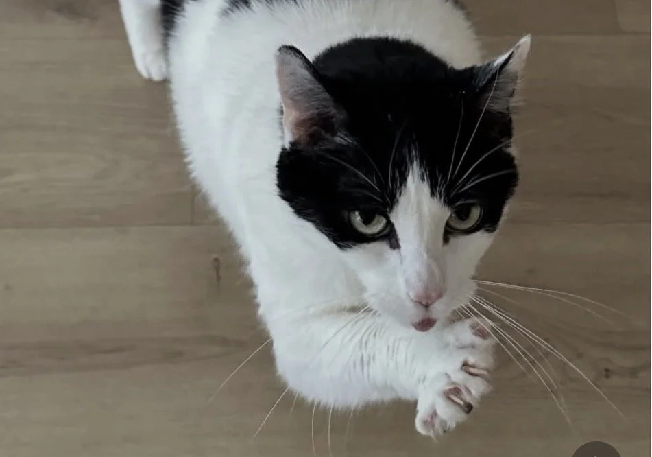 Black and white cat with green eyes, lying on a wooden floor with its front paws crossed.