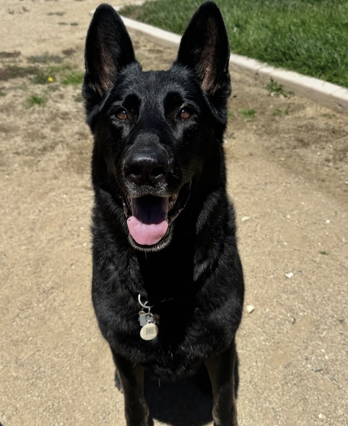 A happy black German Shepherd dog with brown eyes, standing on a dirt path with a patch of grass on the side, looking at the camera with tongue out.