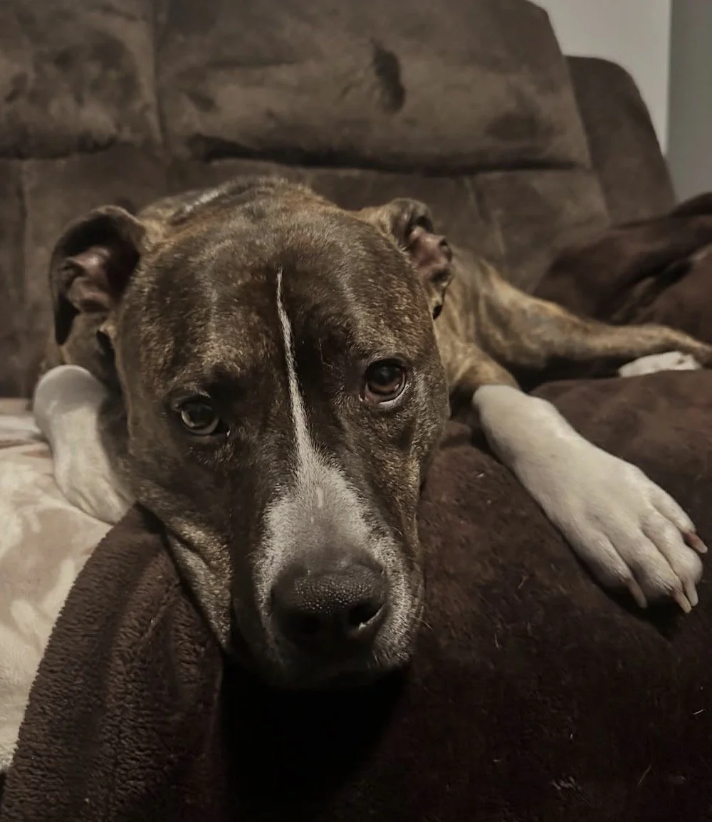 A brindle-colored dog with white markings on its face, lying on a brown couch, resting its head on the armrest and looking at the camera.