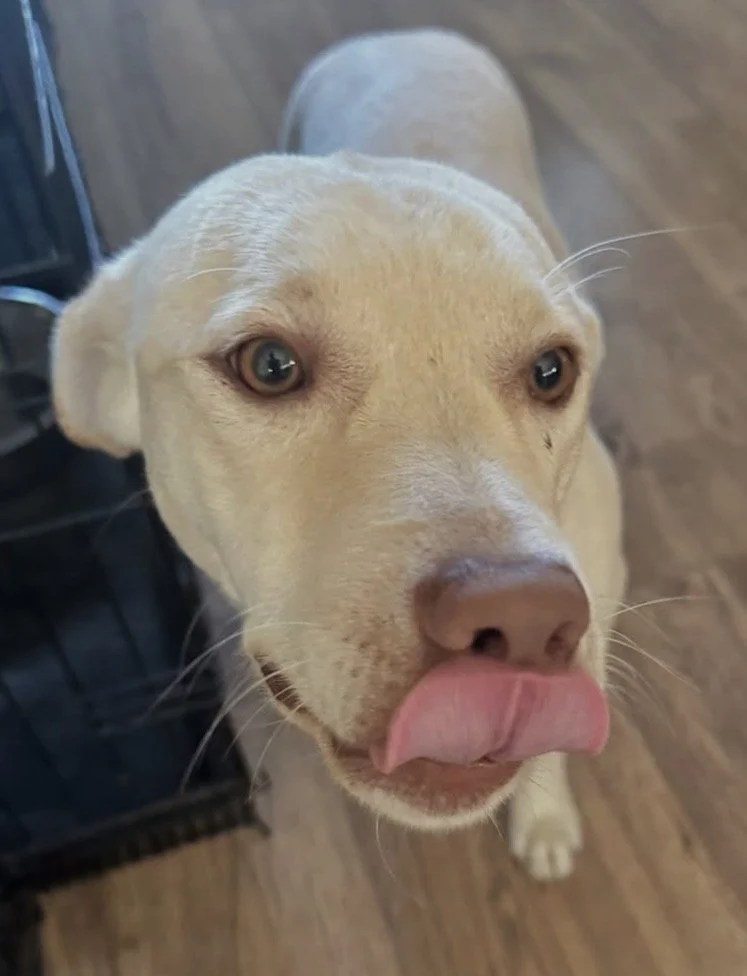 Close-up of a yellow Labrador Retriever with its tongue out, looking up.