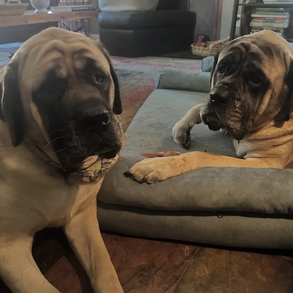 Two large dogs, likely Mastiffs, lying in a living room. One dog is sitting on the floor, and the other is resting on a dog bed, both looking towards the camera.