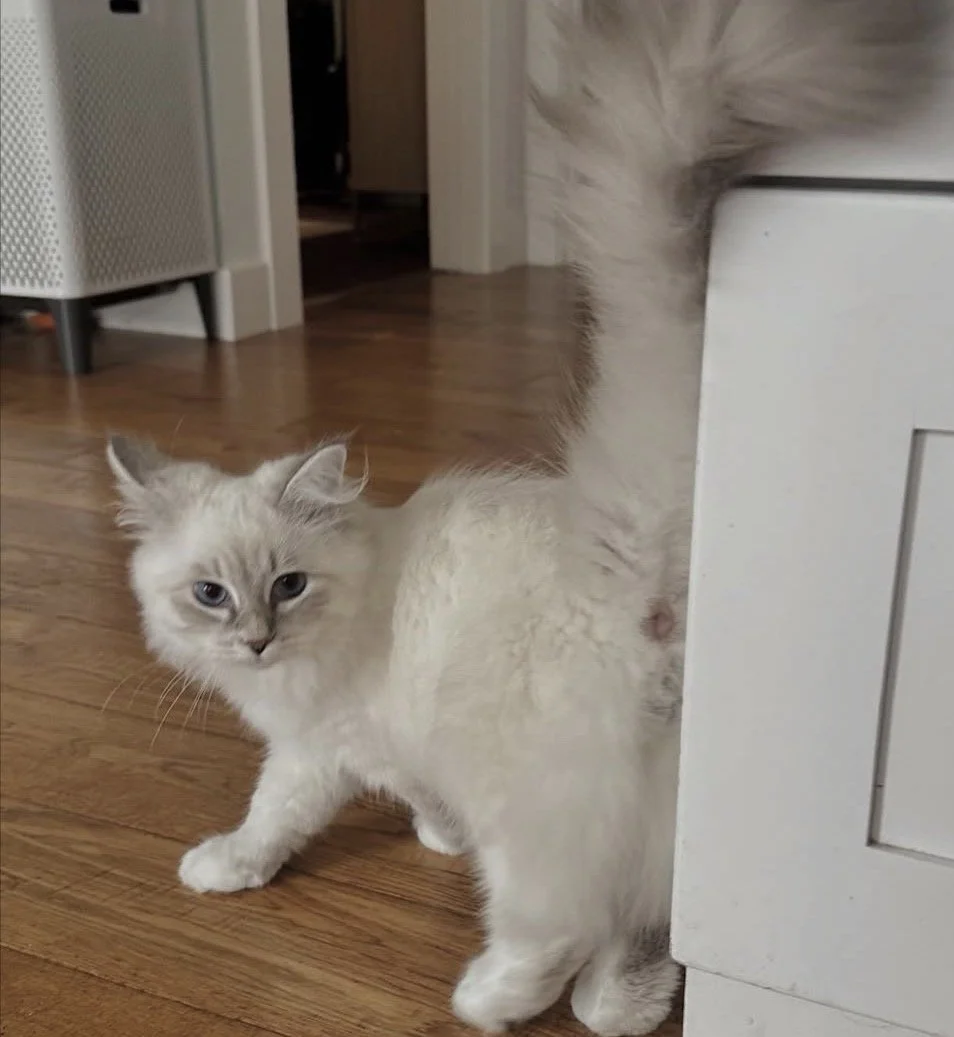A fluffy white kitten with blue eyes standing on a wooden floor, partially hiding behind a piece of furniture.