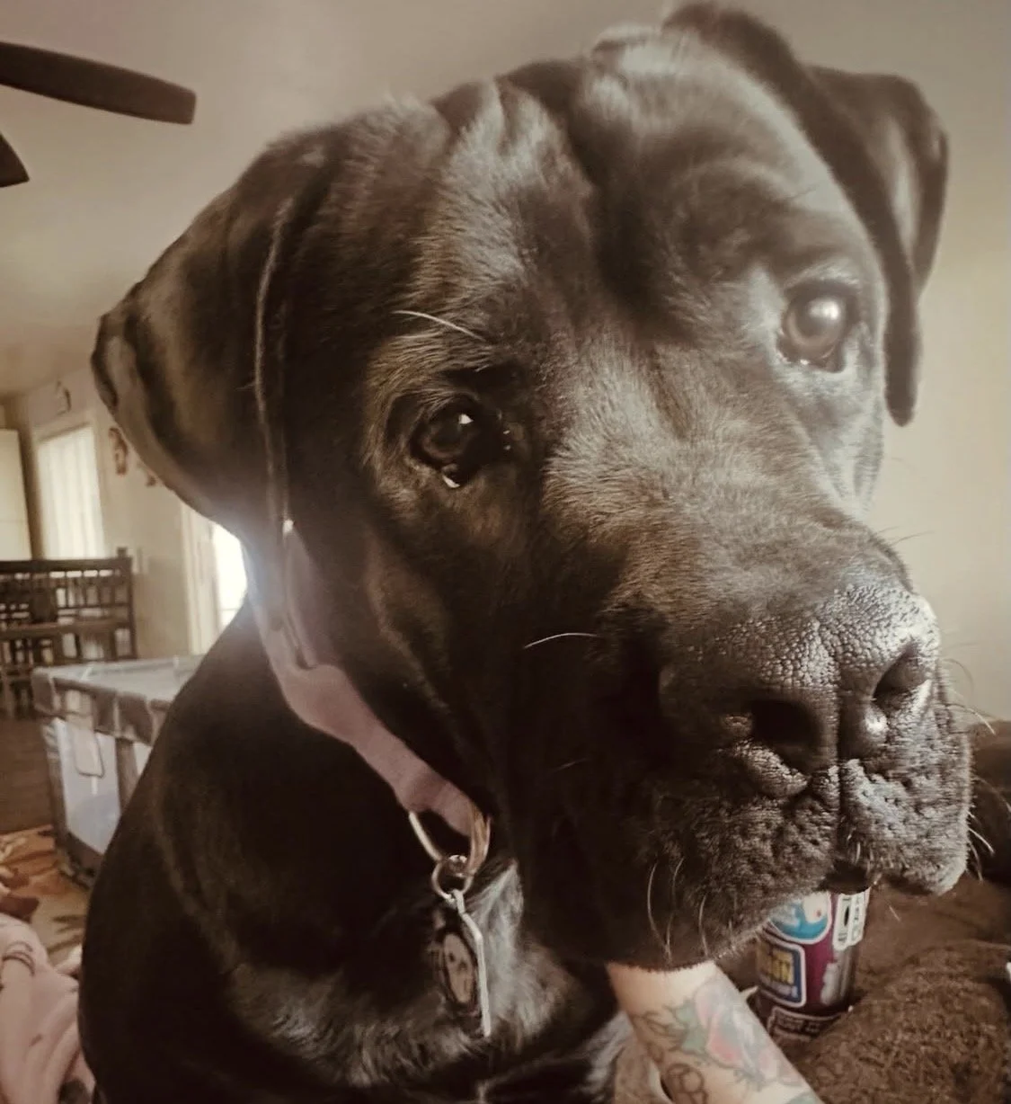 Close-up of a large black dog with a short coat, face slightly turned, in a home interior.