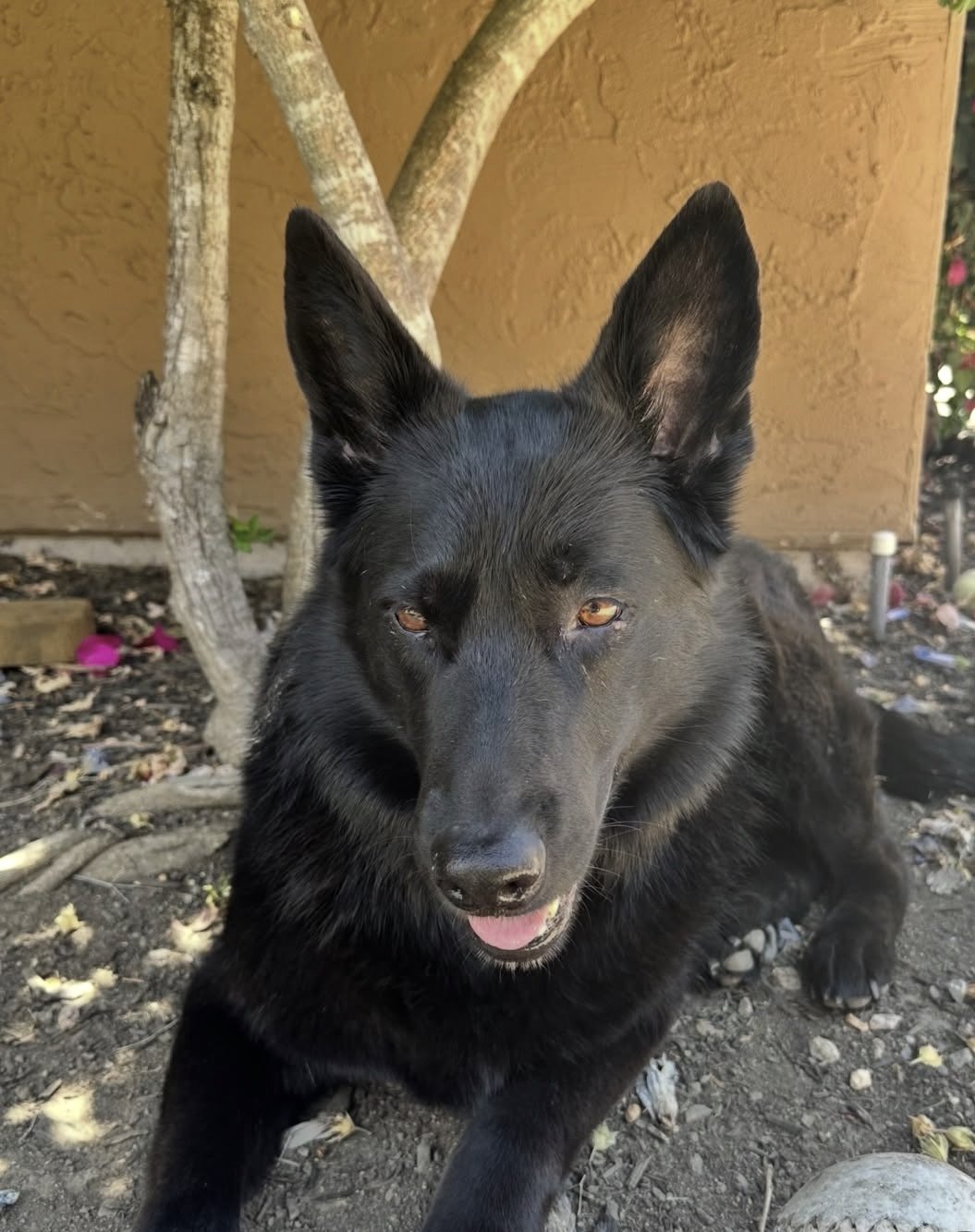 A black dog lying on dirt ground with a tree and an orange wall in the background.