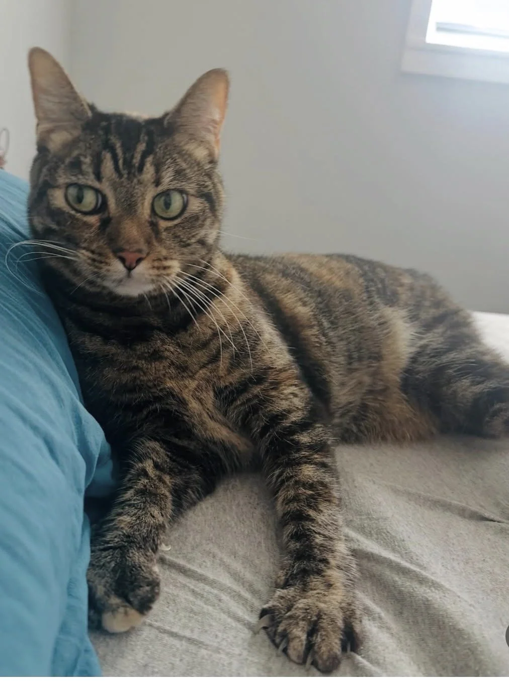 A tabby cat lying on a bed, resting its head on a blue pillow, with a window in the background.