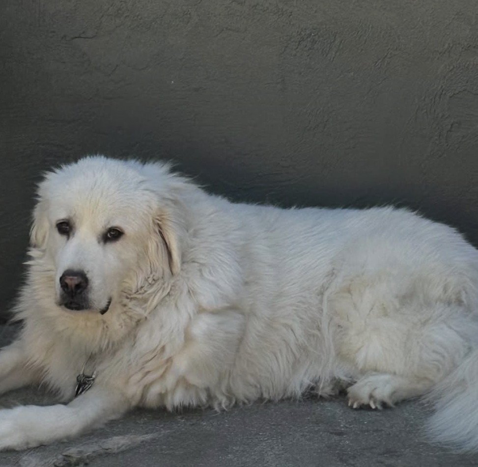 A large, fluffy white dog lying on a gray surface against a gray wall.