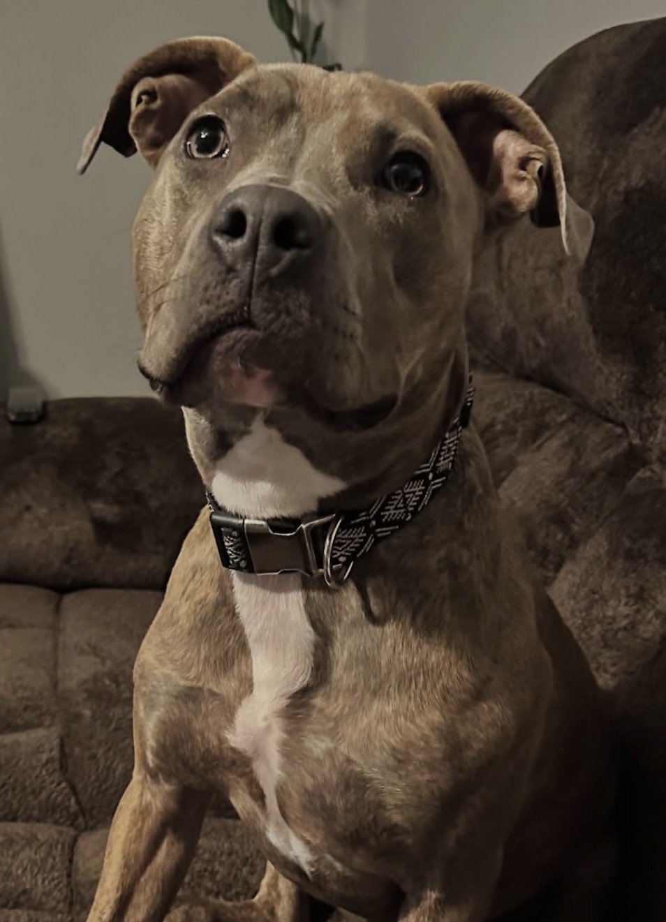 A brown and white dog with a black collar sitting on a brown couch, looking at the camera with a curious expression.