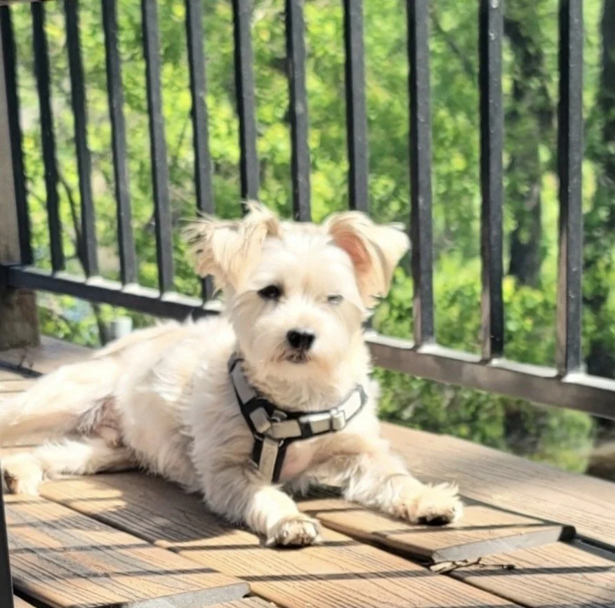 Cream-colored dog with a harness lying on a wooden deck, with a black metal railing and green trees in the background.