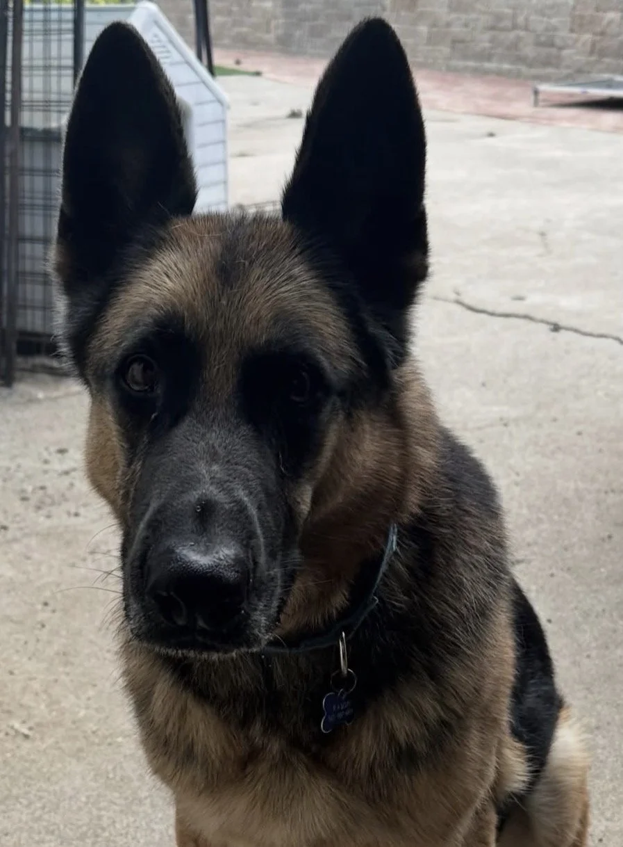 Close-up of a German Shepherd puppy with black and tan fur, large erect ears, and dark eyes, sitting on a concrete surface outside.