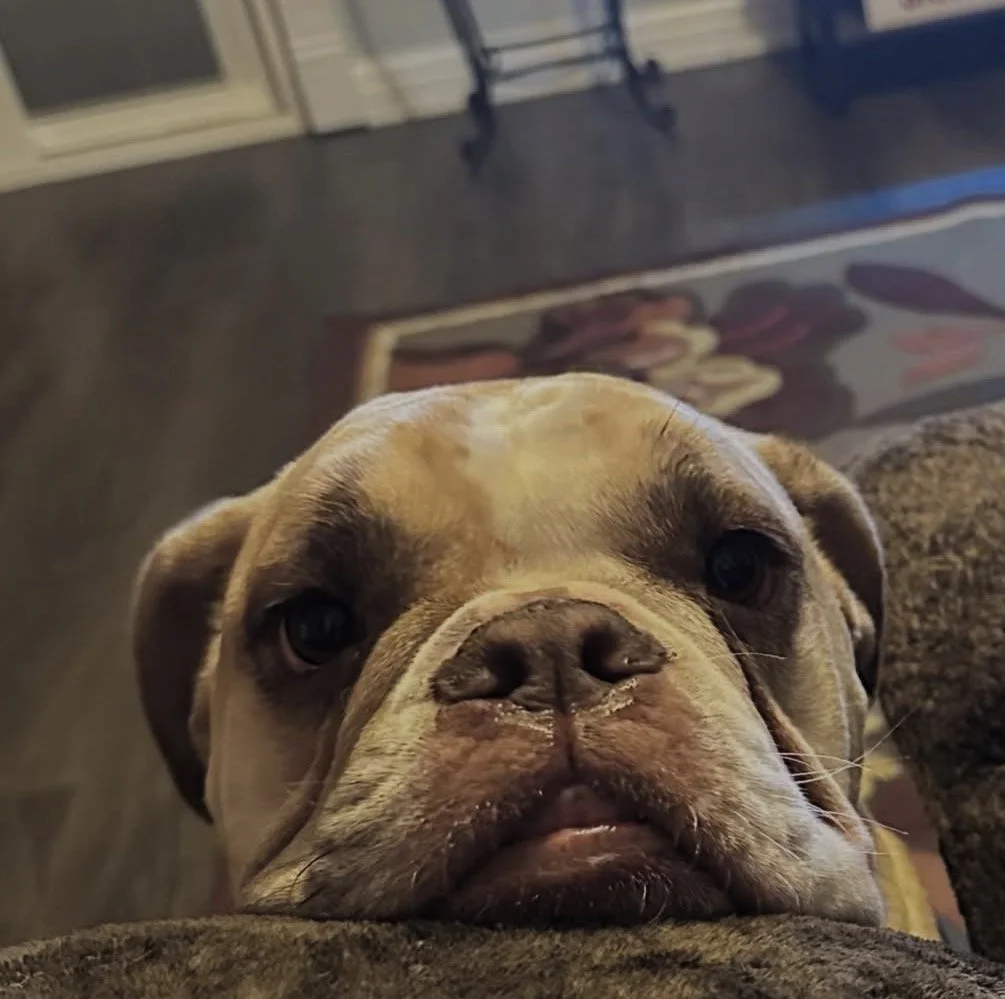 Close-up of a bulldog with a wrinkled face, resting its head on a person's knee indoors with a door and a decorative rug in the background.