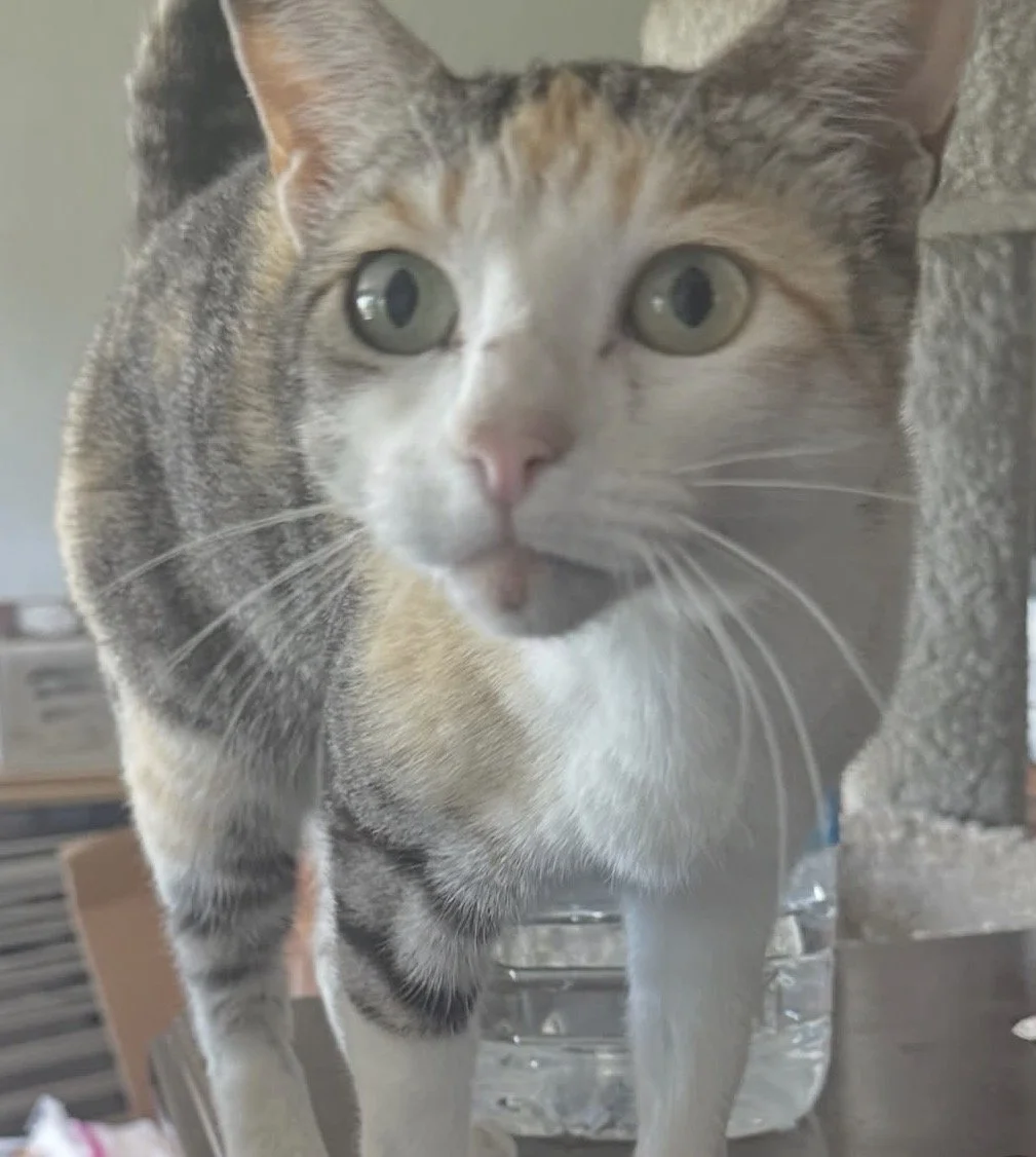 Close-up of a tabby cat with green eyes standing near a water bottle, looking directly at the camera.