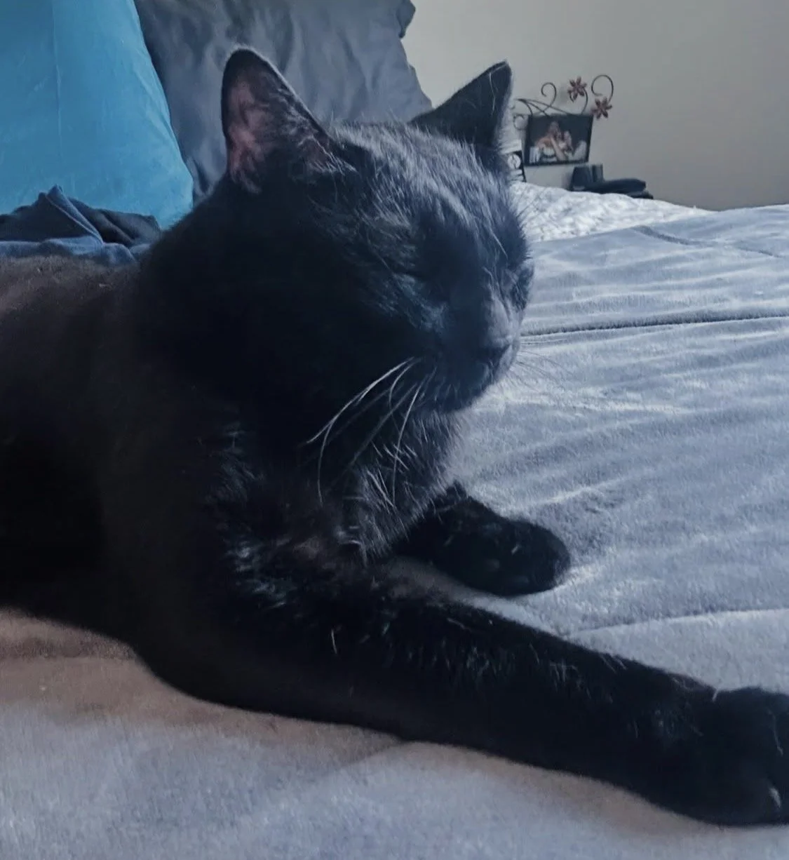 A black cat is sleeping on a bed with closed eyes, surrounded by pillows and bedding, with a blurred background of a picture frame and other bedroom items.
