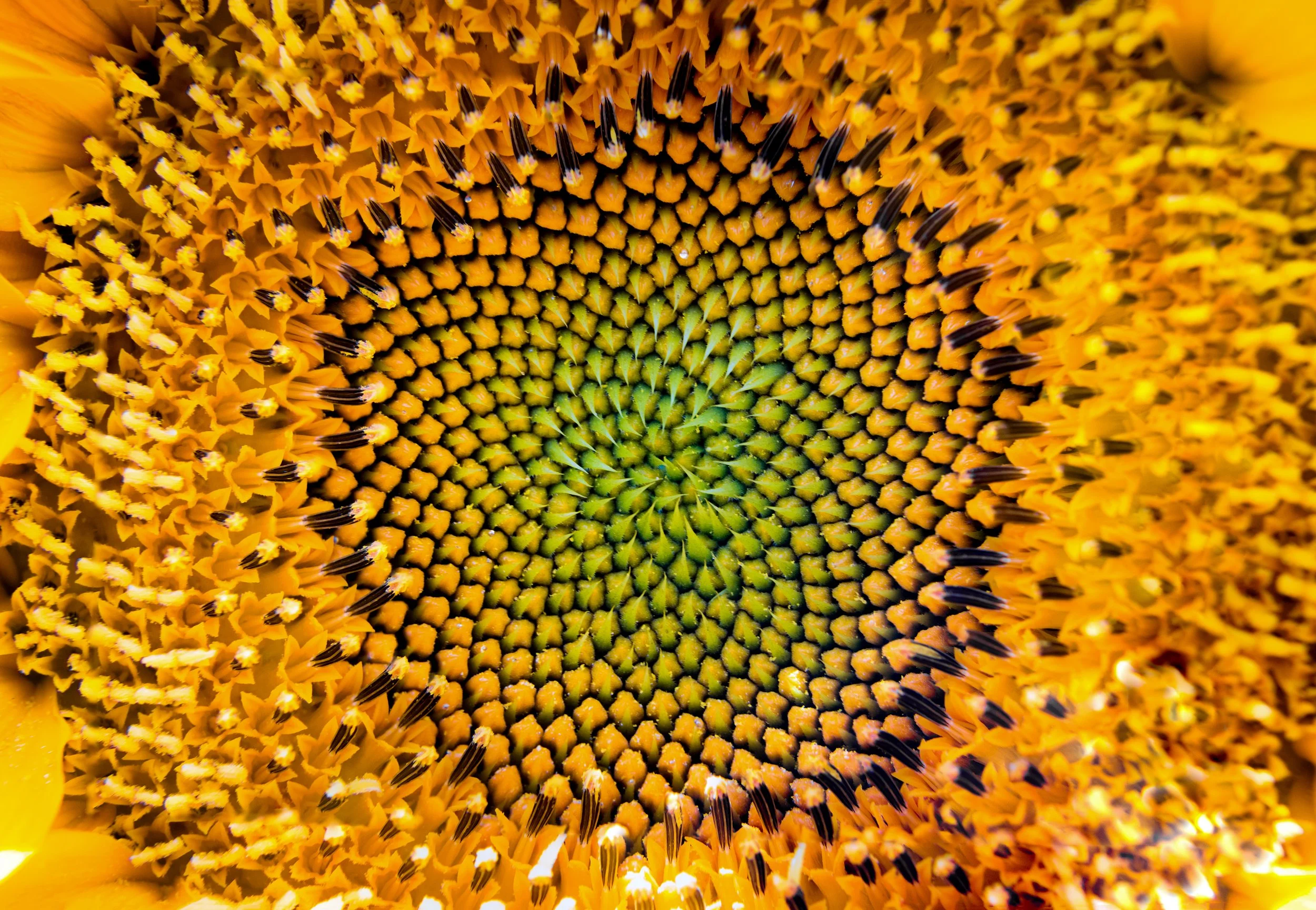 Sunflower.jpg