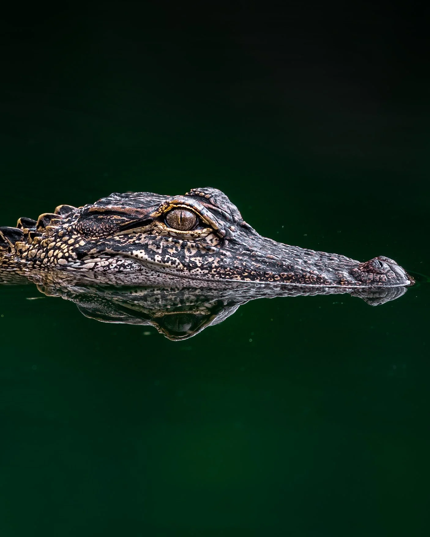 gator5.JPG