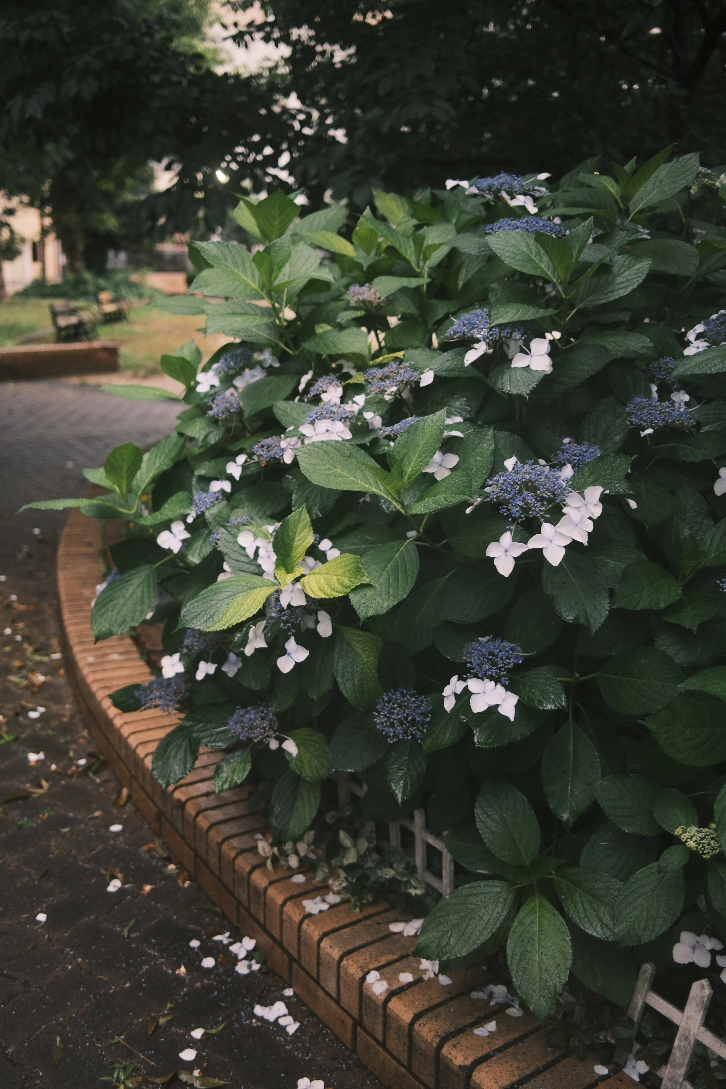 _DSF4979.JPG