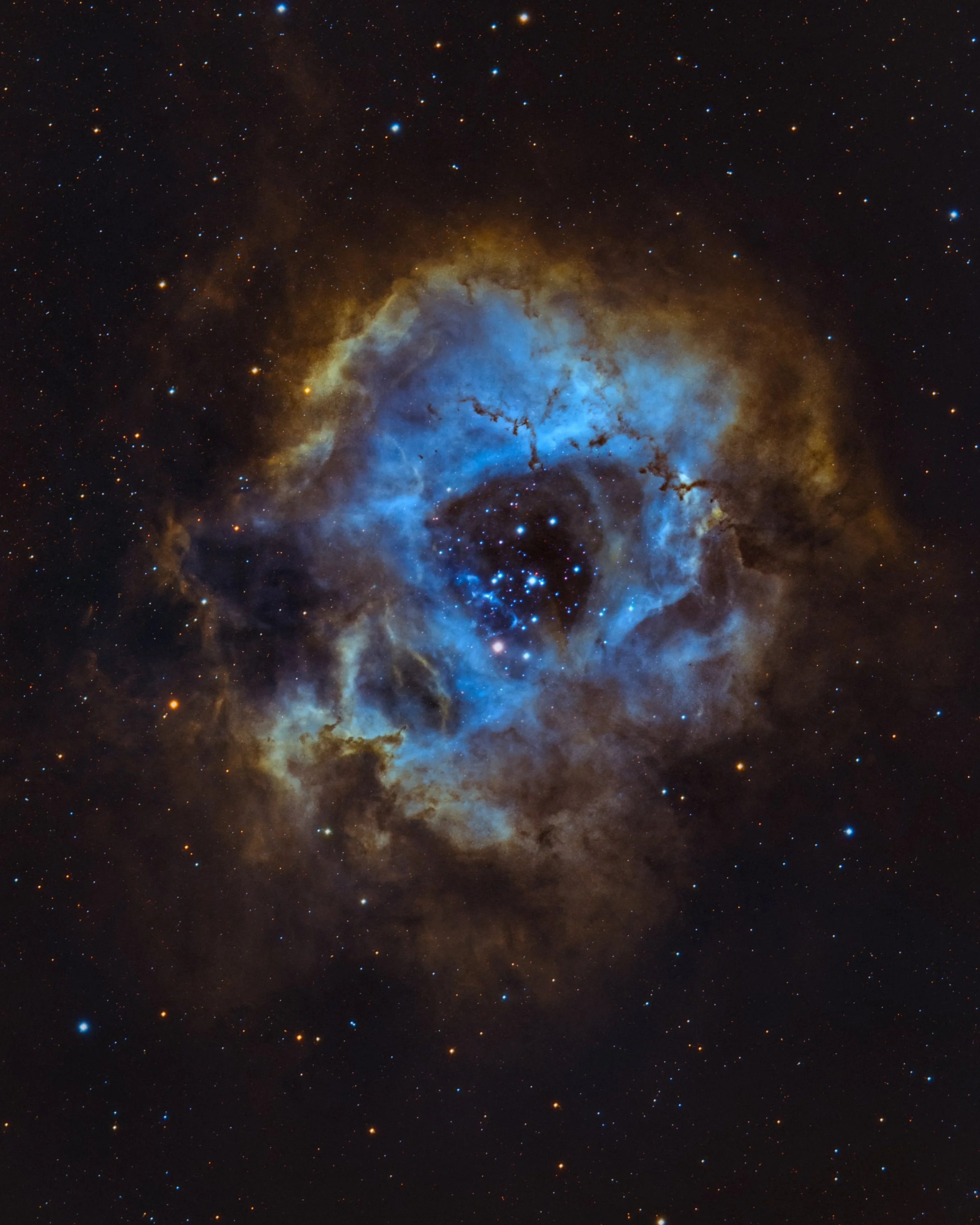 Rosette HOO.JPG
