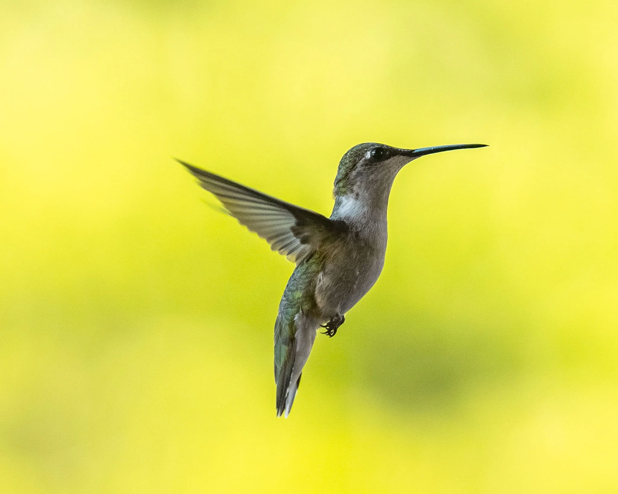 Hummingbird-1-2.JPG