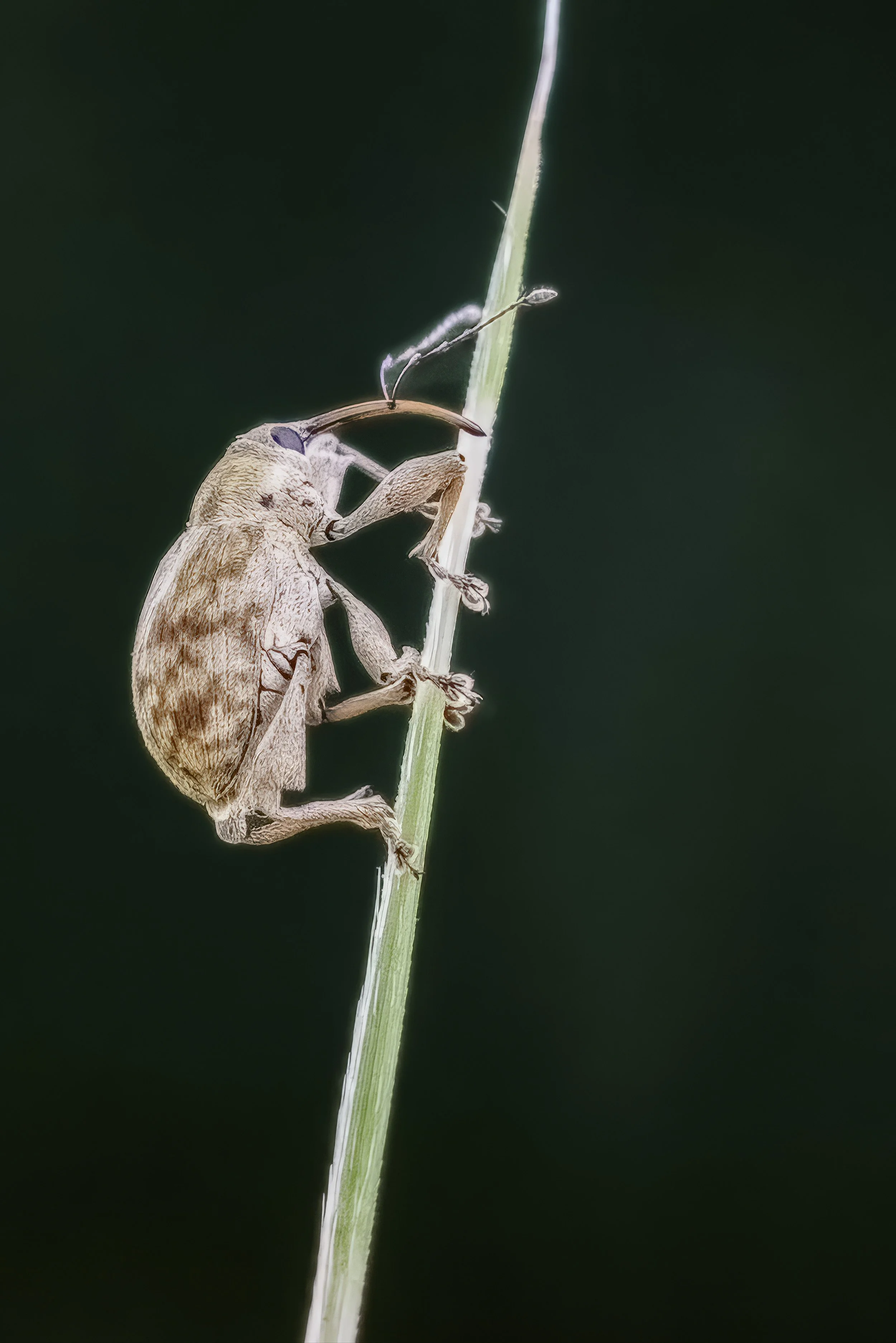 "Weevil on Grass Blade – Macro Profile of a Nut Weevil" - An intimate macro portrait of a nut weevil (Curculio sp.) perched on a single blade of grass. The photograph emphasizes its long snout, textured exoskeleton, and delicate grip in stunning deta