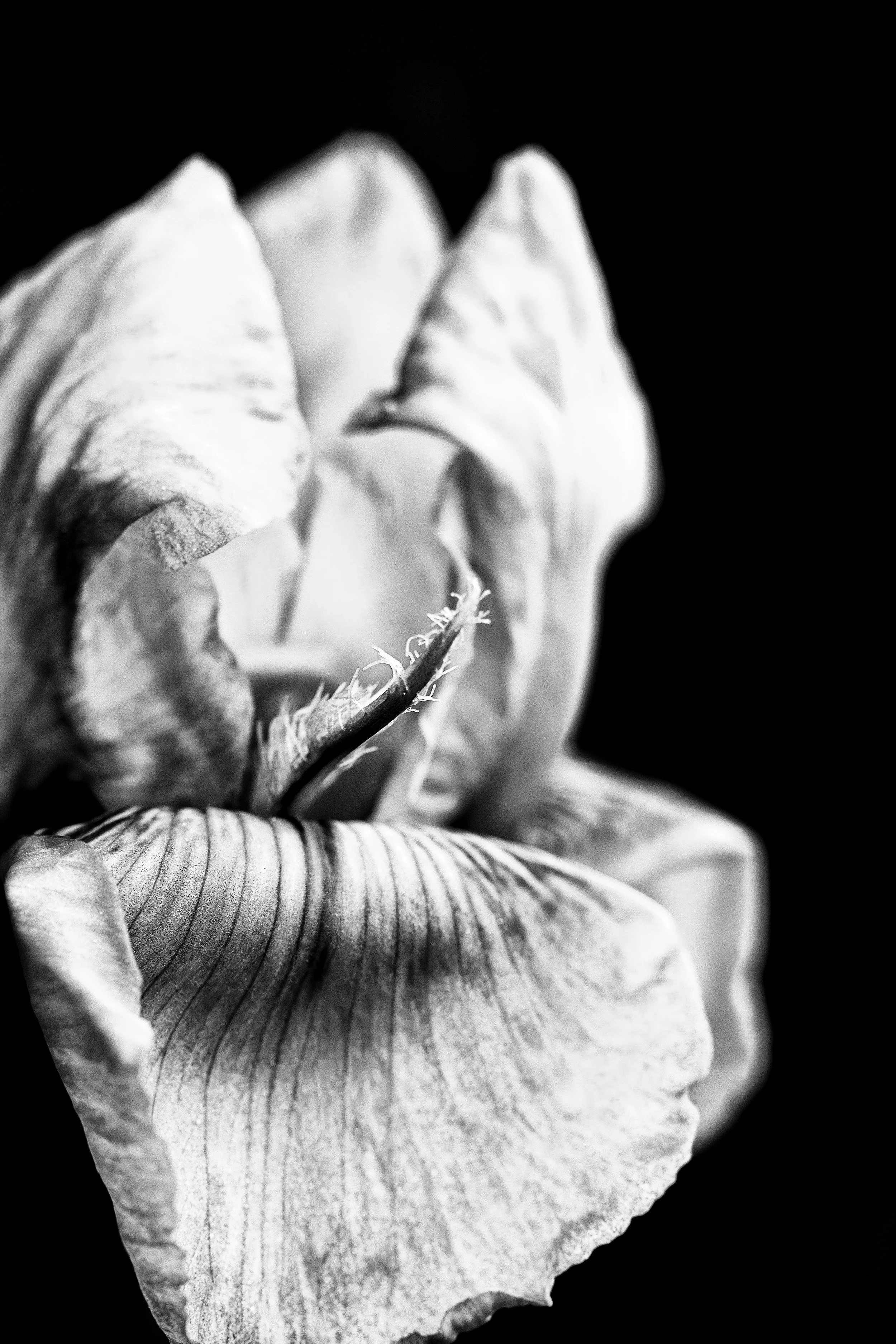 "Iris Study" - A detailed black-and-white floral study of an iris, highlighting intricate petal textures and elegant botanical form.