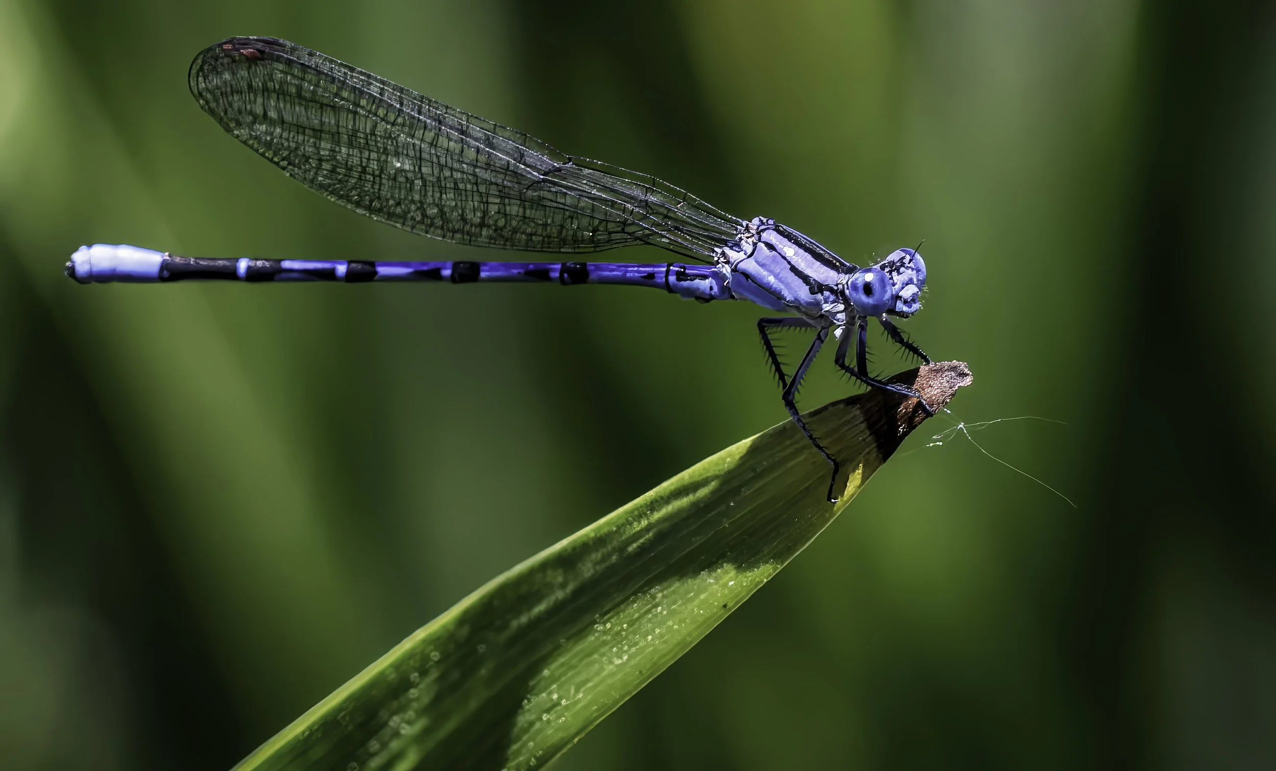 Natures Wonders