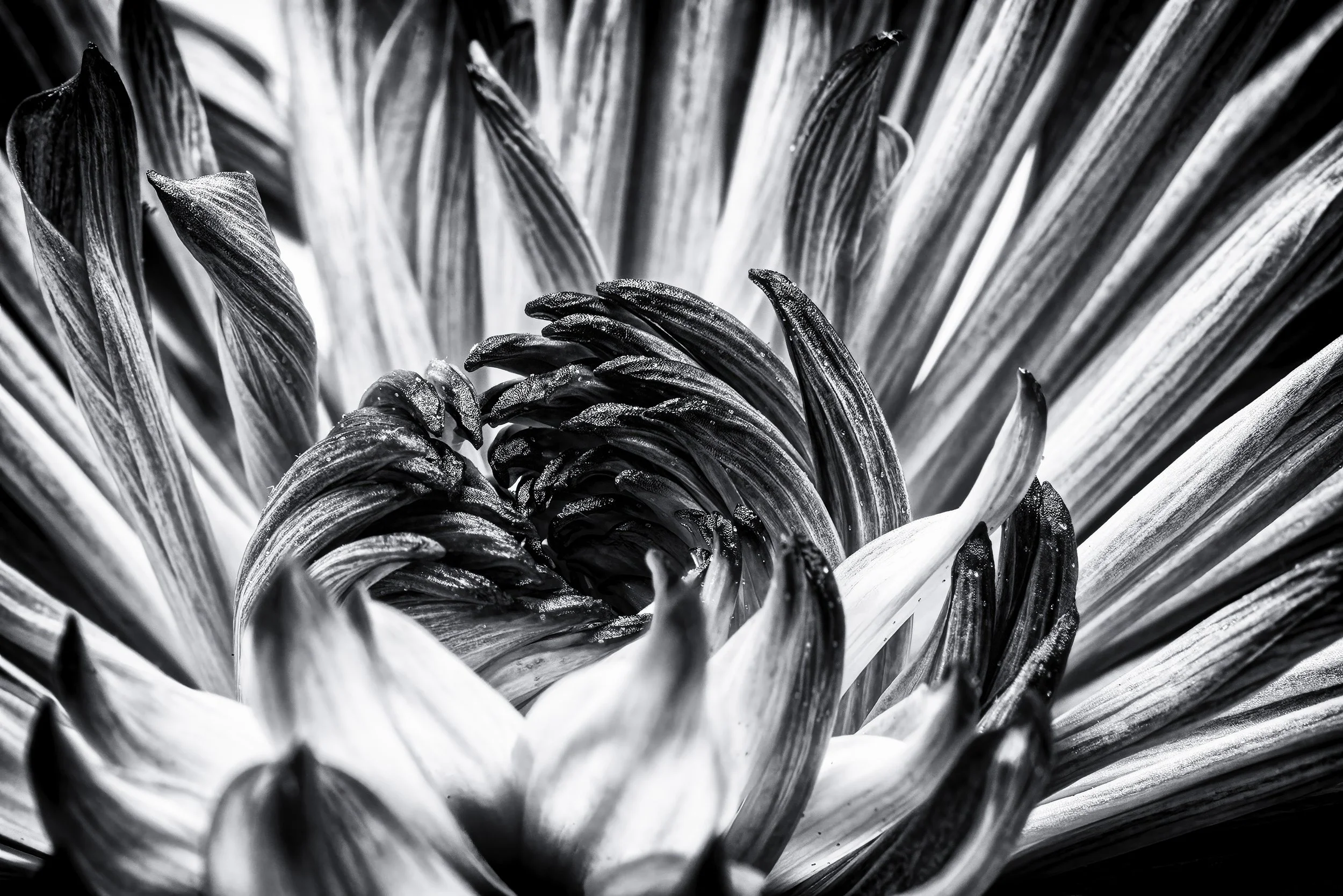 "Line & Light--Shadow and Structure" - A monochrome macro of a chrysanthemum (Chrysanthemum morifolium), where light and shadow carve a hypnotic spiral of petal textures and tonal depth.