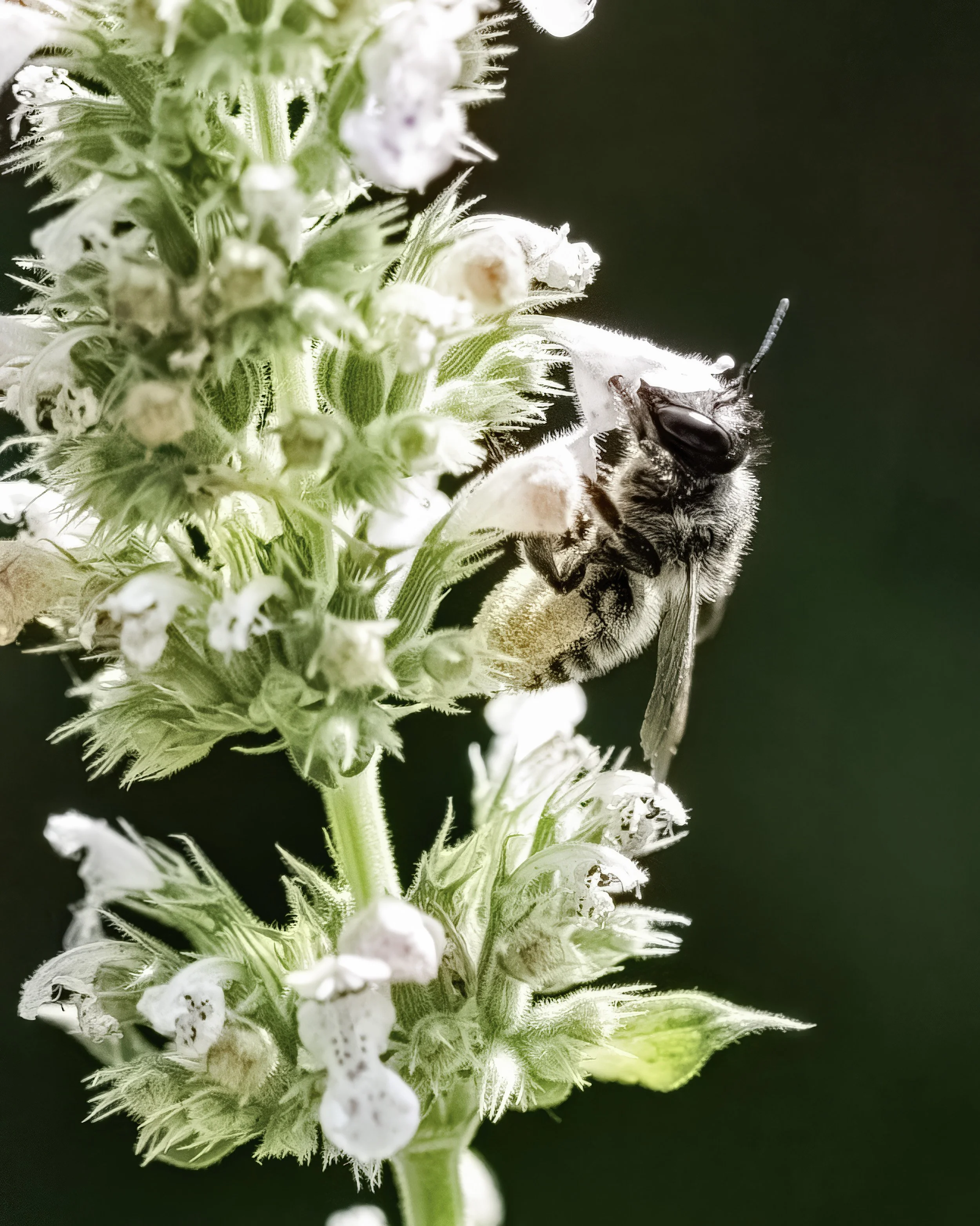 "Leafcutter Bee on a Mint Blossom"- A detailed macro of a leafcutter bee (Megachile sp.) collecting nectar from a flowering mint plant. The image highlights its characteristic hairy abdomen and efficient pollination behavior.