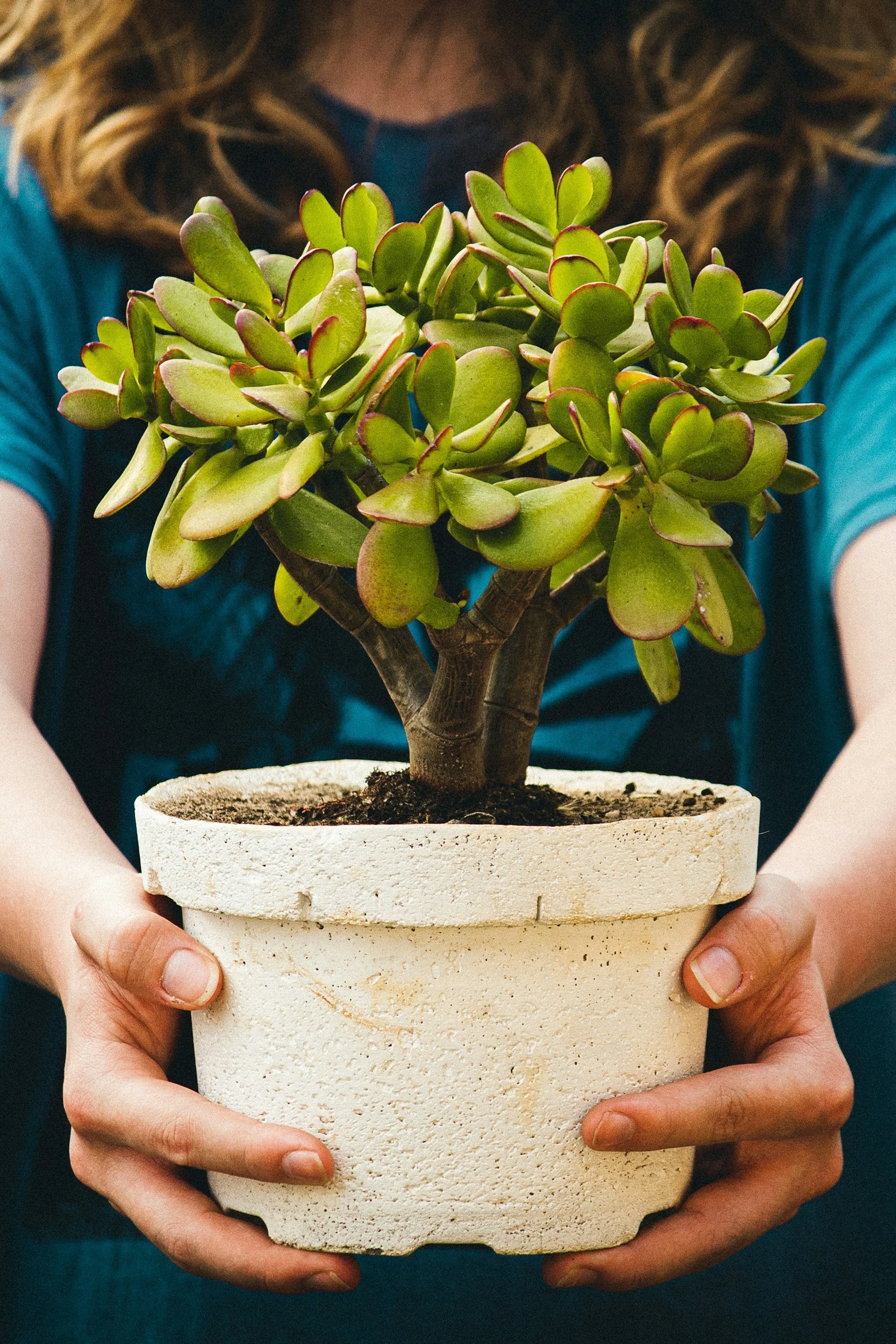 A person with long curly brown hair is holding a small potted succulent plant with rounded green leaves edged in red. The person is wearing a teal shirt and a dark face mask. The pot is made of textured, white material.