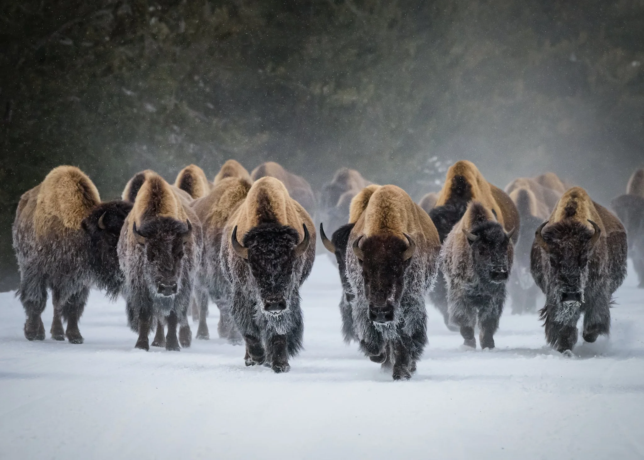 A herd of bison walking through snow in a winter landscape with snowflakes falling from the sky.