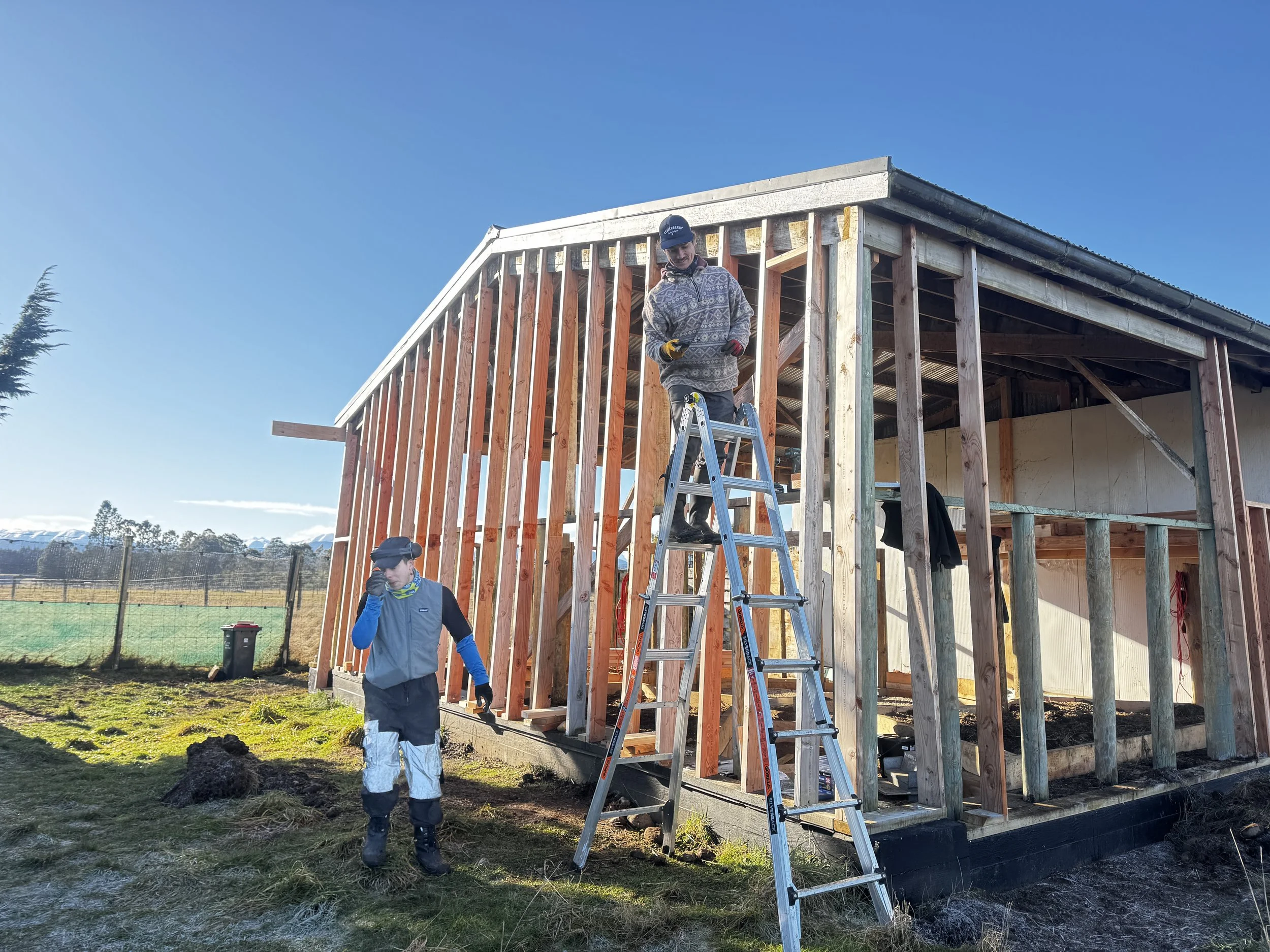 Deer Shed to Dear Shed greenhouse conversion. 
