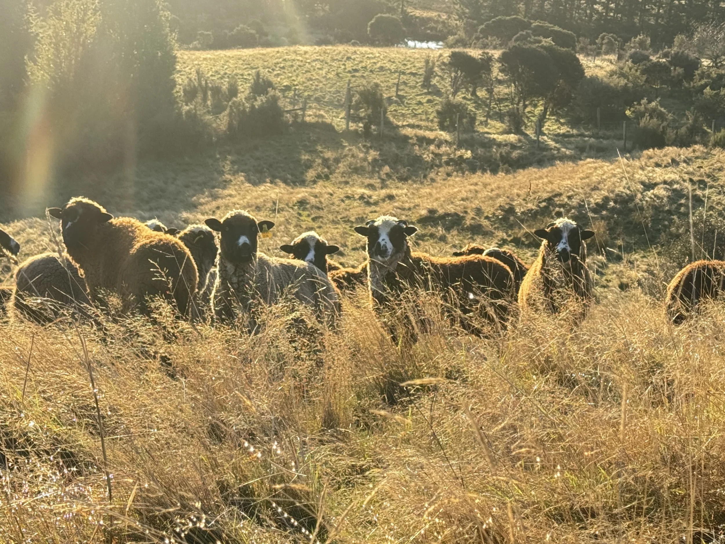 Awapara sheep in tall grass with sun behind
