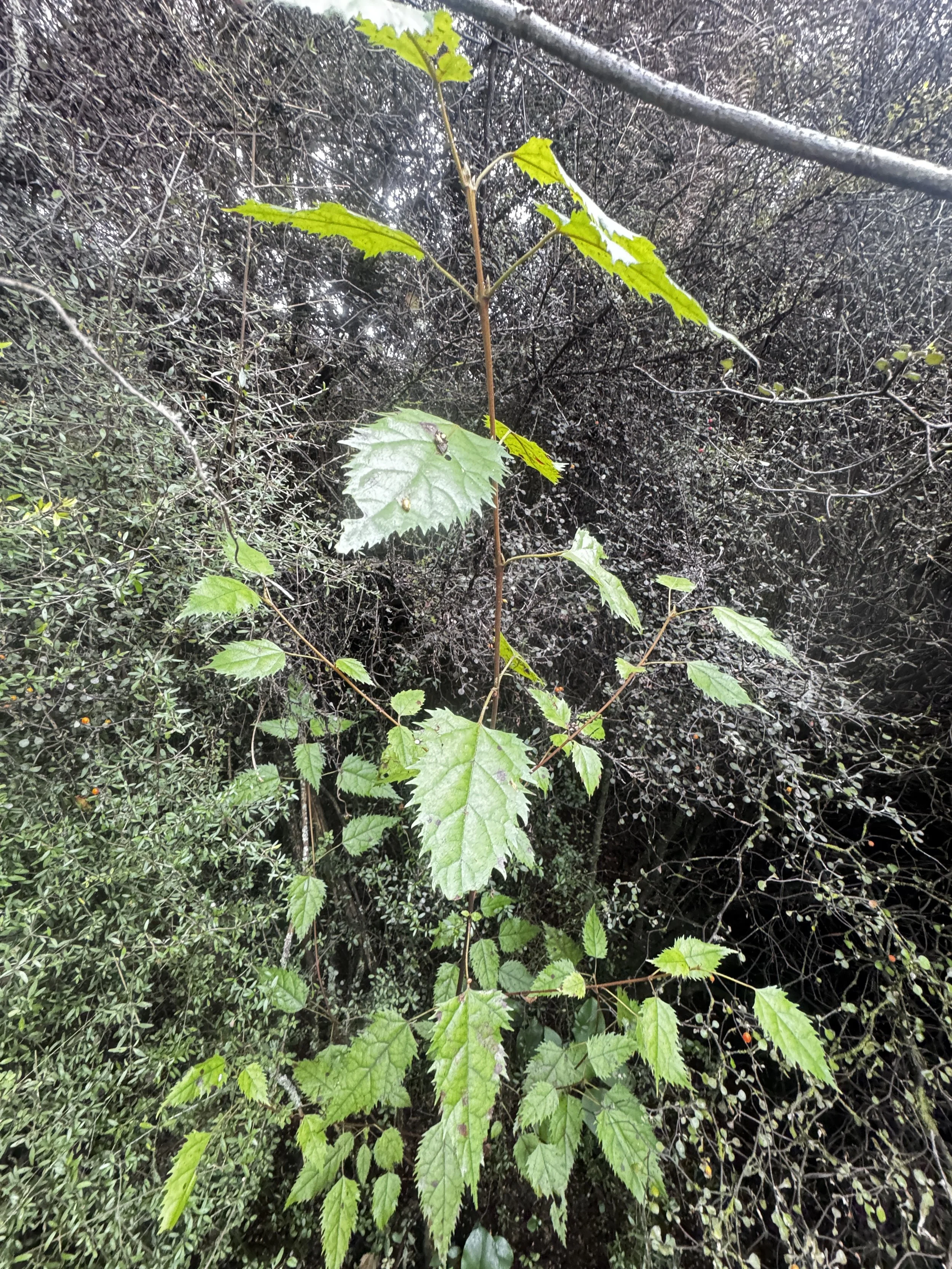Opportunist wineberry in our rewilding area.