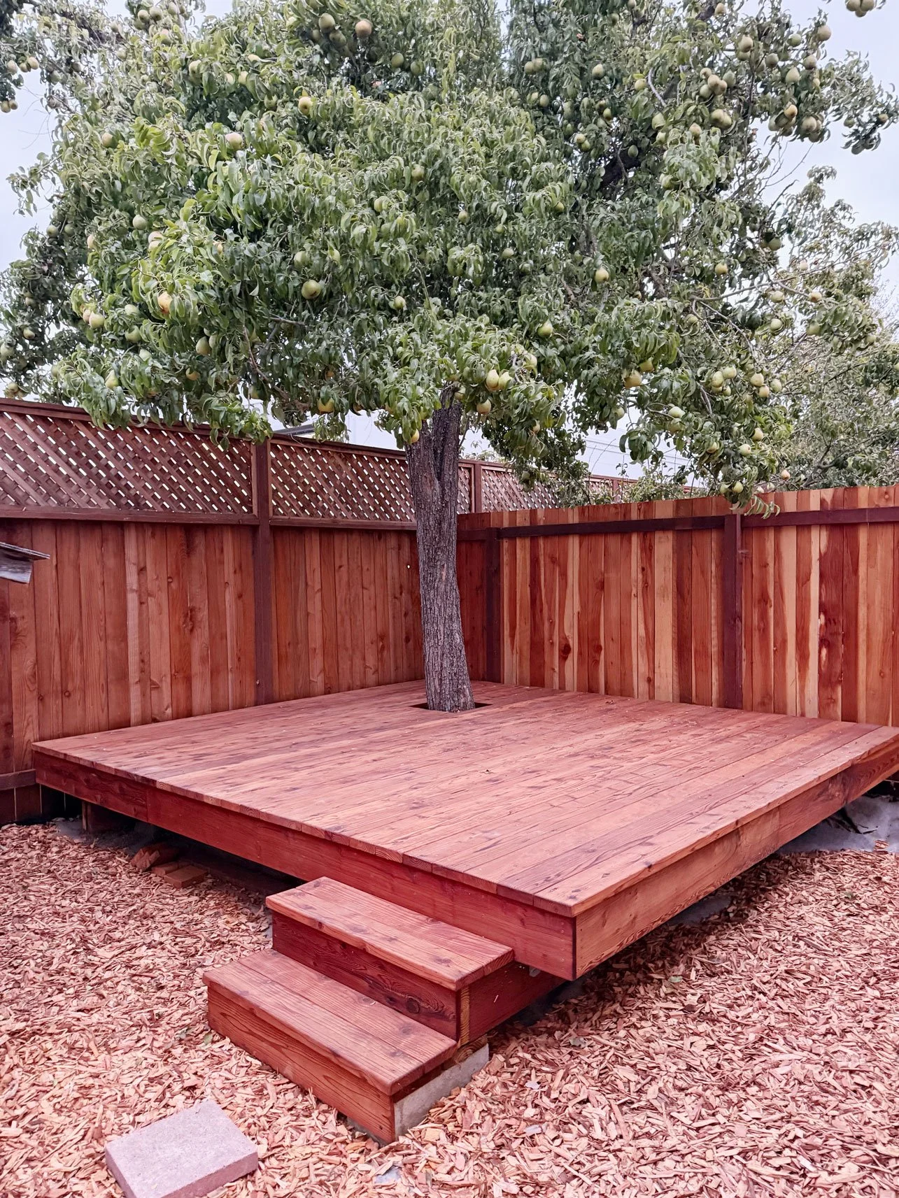 Backyard with Pear Tree