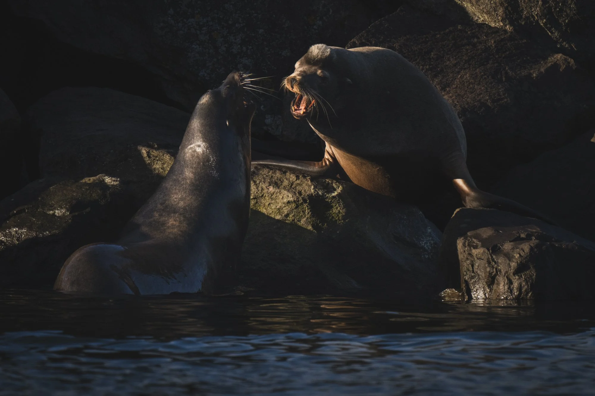 morganheim_sea lions-8576.jpg