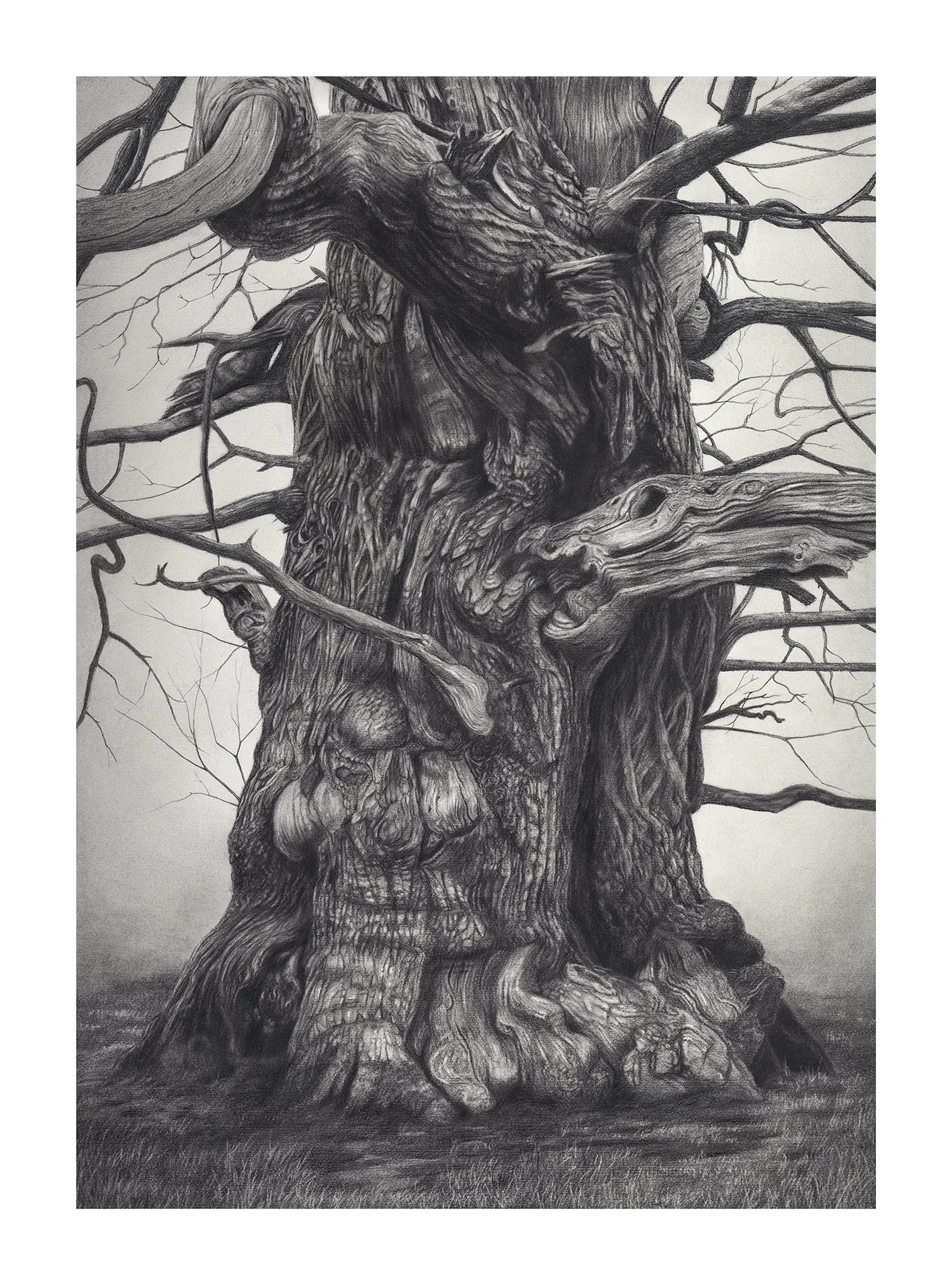 ANCIENT TREE ENGLAND - Limited Print Edition