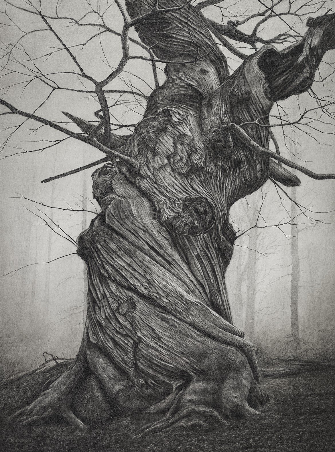 ANCIENT SWEET CHESTNUT TREE - Original