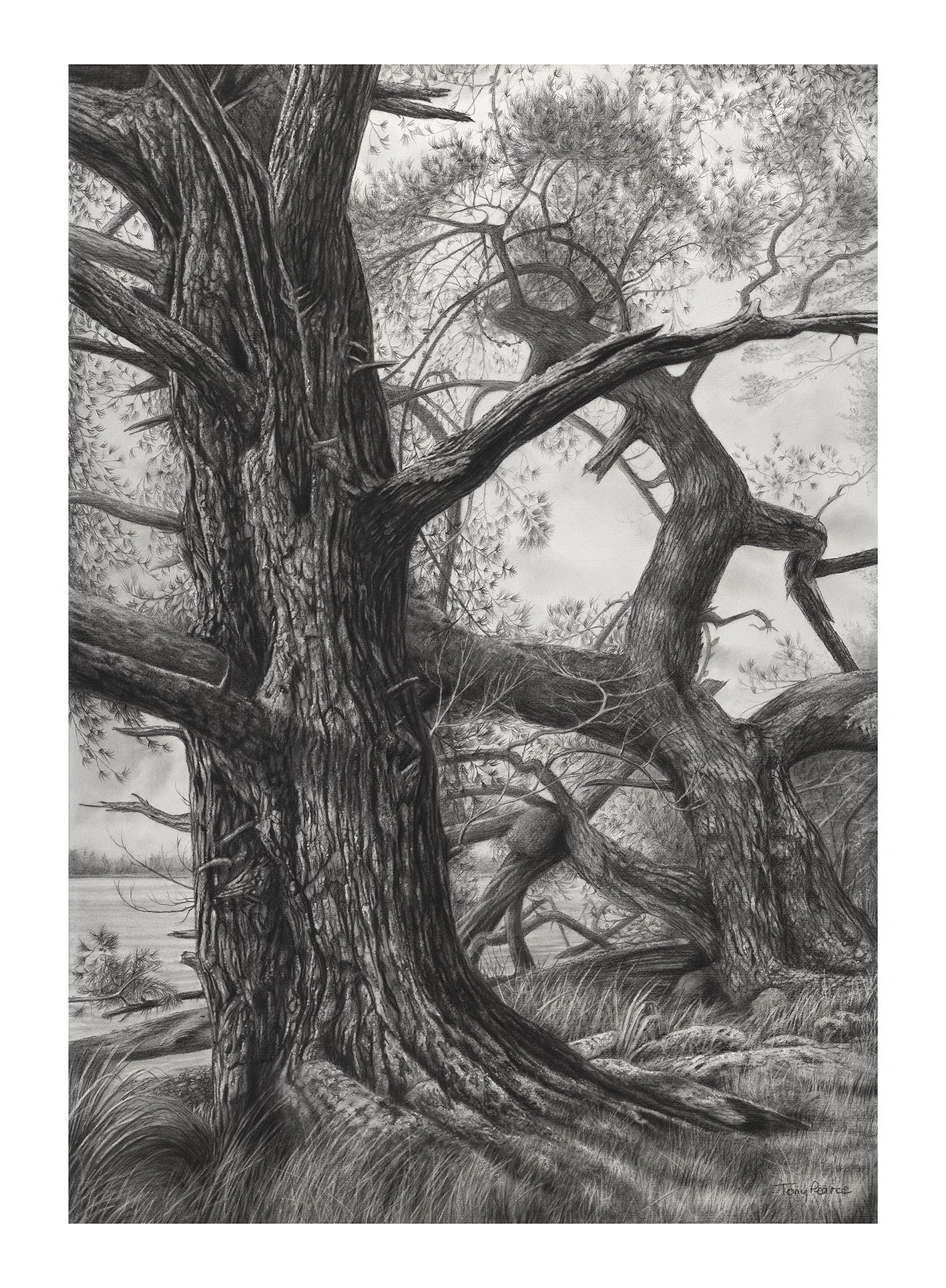 THE PINES AT ONGARE POINT - Original