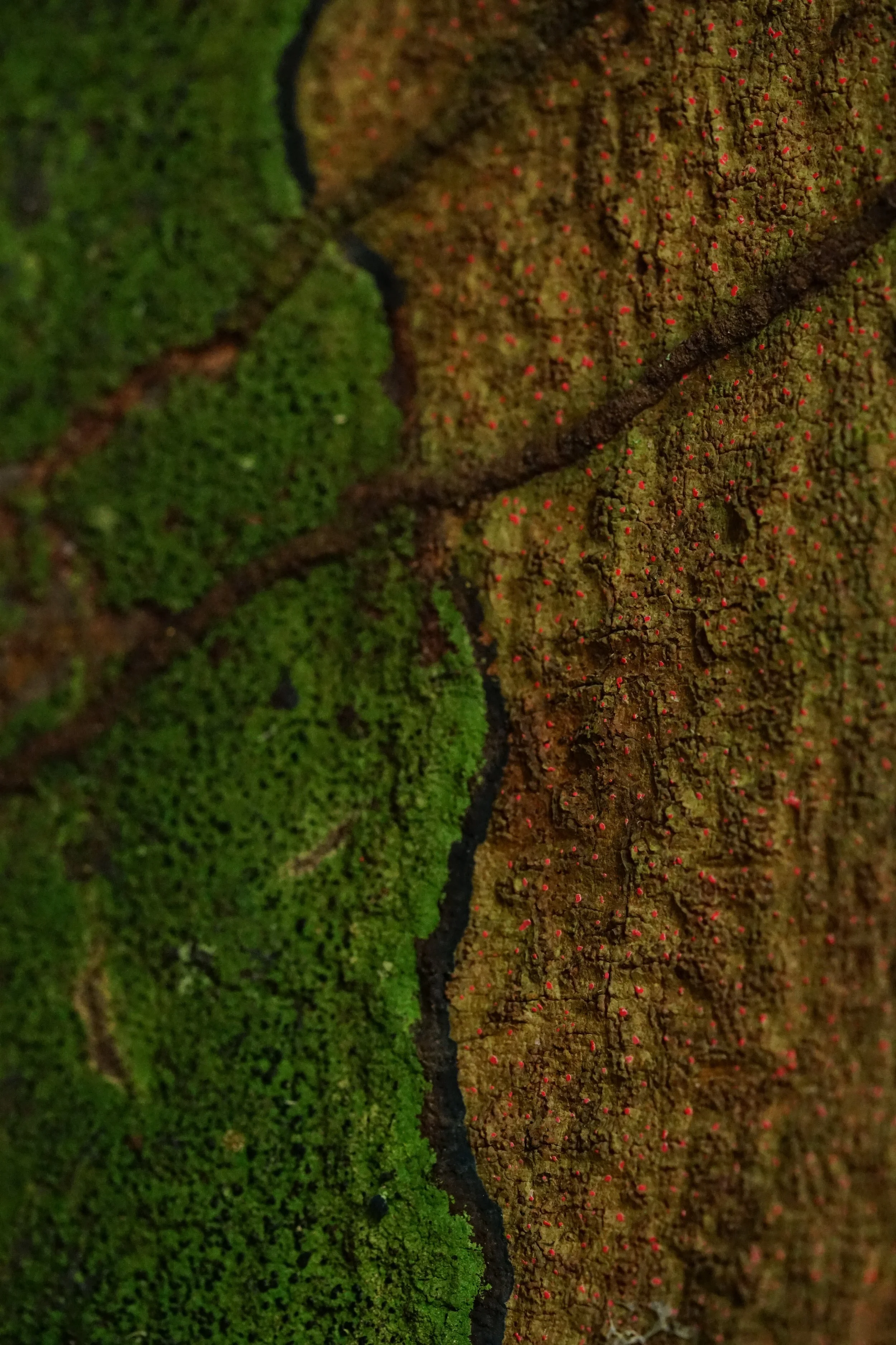 close-up of a red, green, and black Amazonian lichen