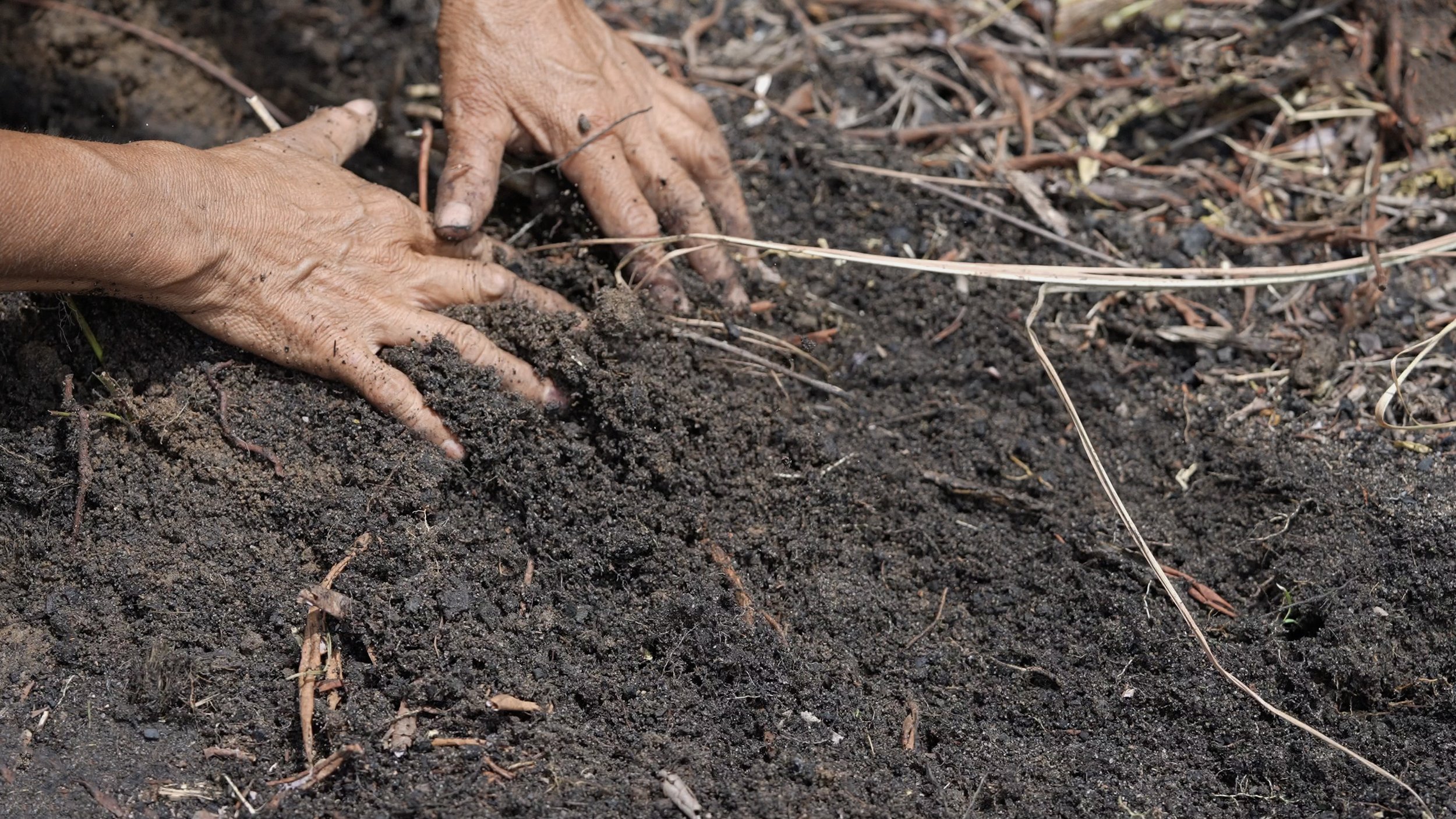 dry black earth, human hands upon it