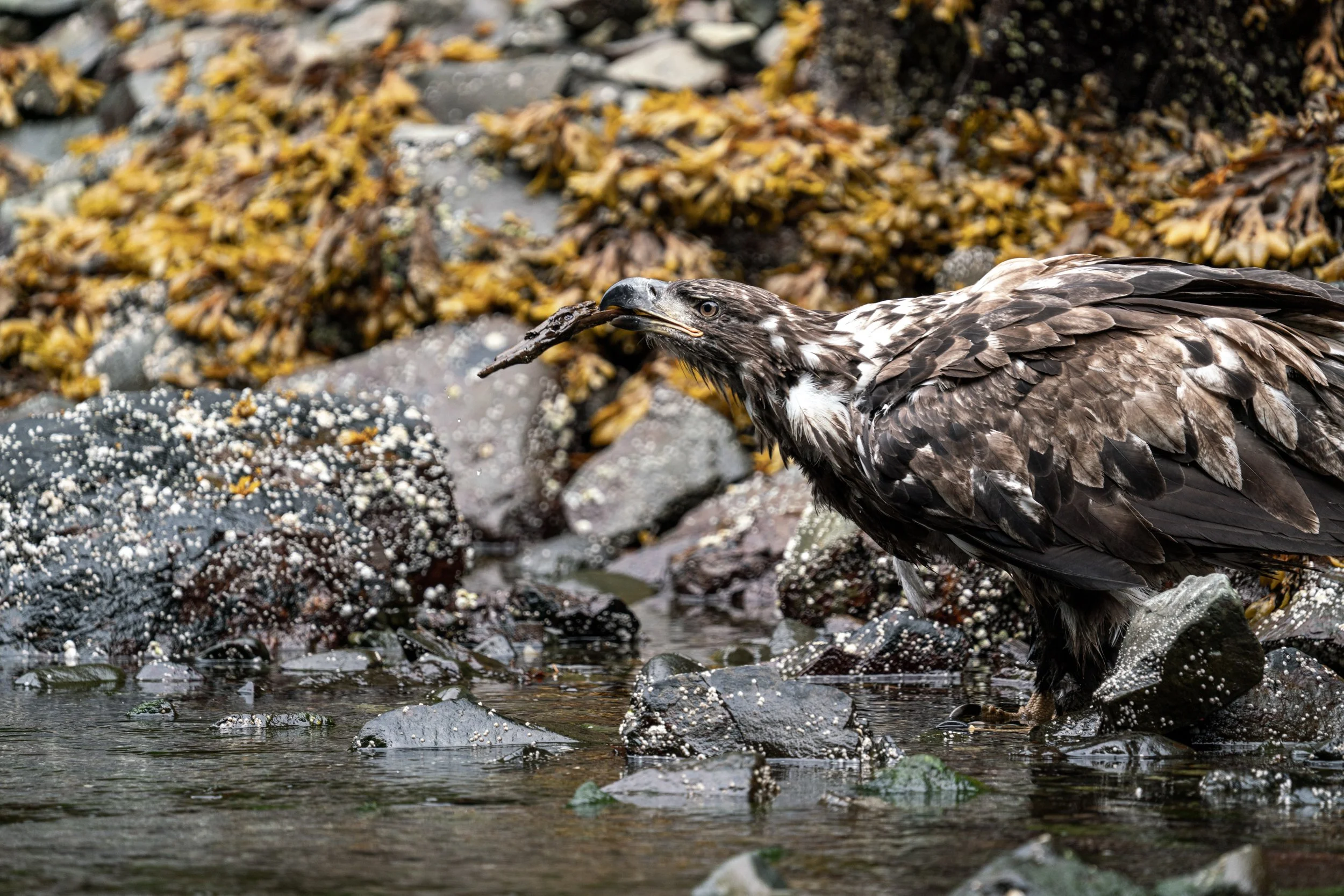 A bird of prey, possibly a hawk, standing on rocks in a shallow stream surrounded by seaweed and wet stones, holding a small fish in its beak.