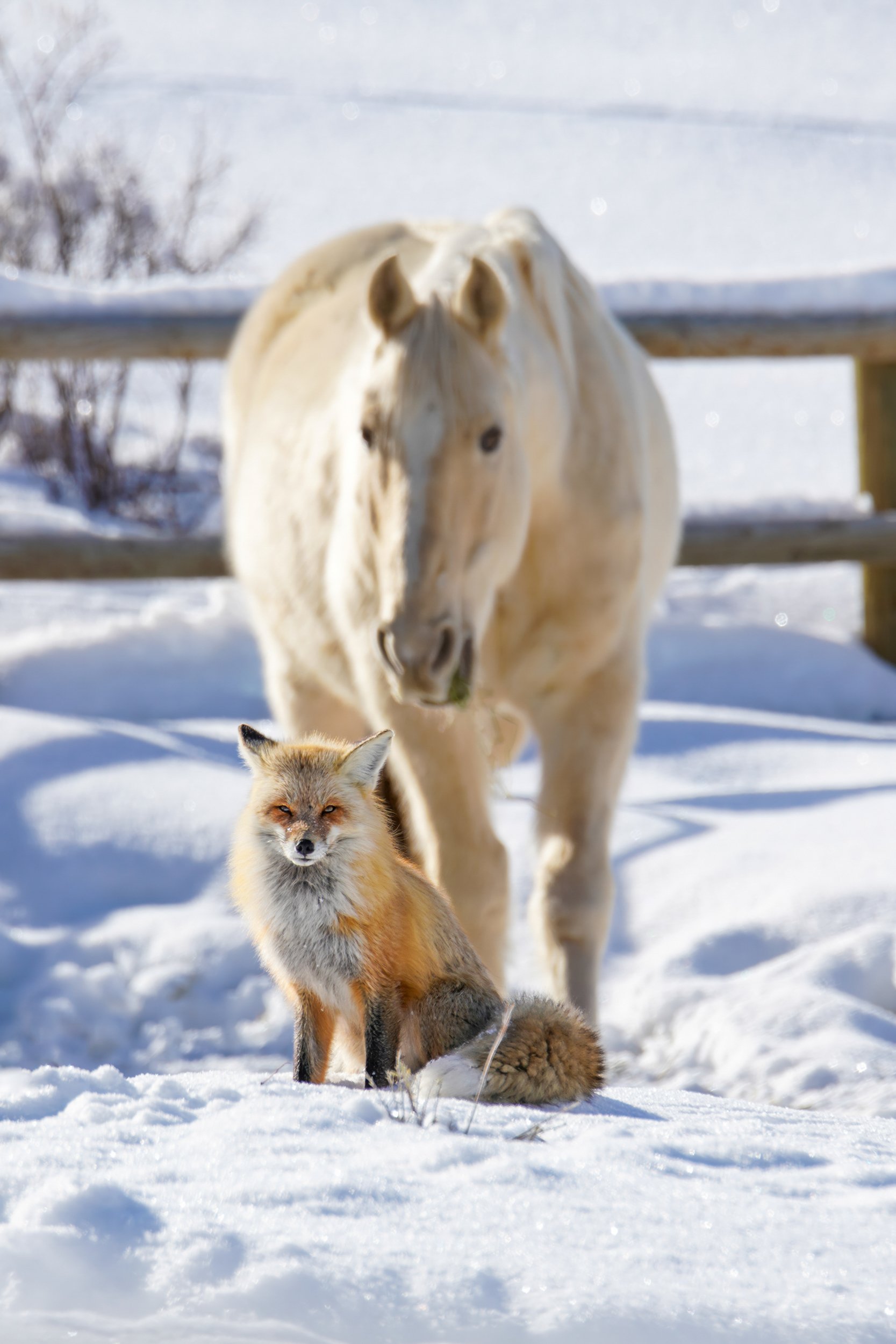 A white horse stands behind a fox in a snowy landscape with a wooden fence and trees in the background.