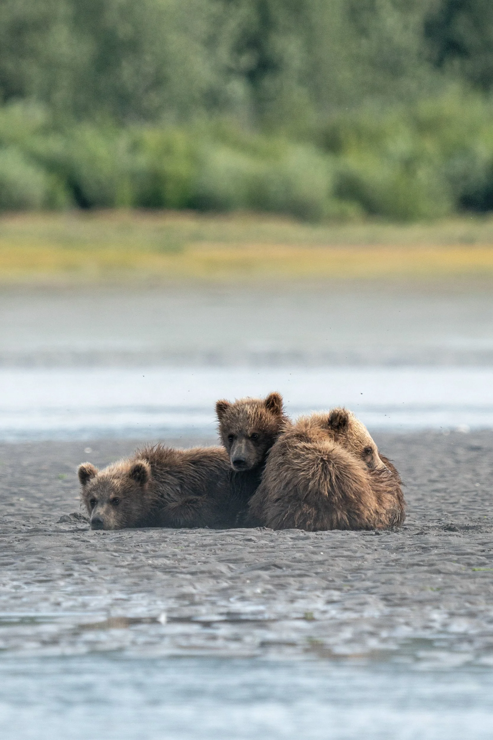 Three brown bear cubs resting on a rocky riverbank near a body of water with a blurred green forest in the background.