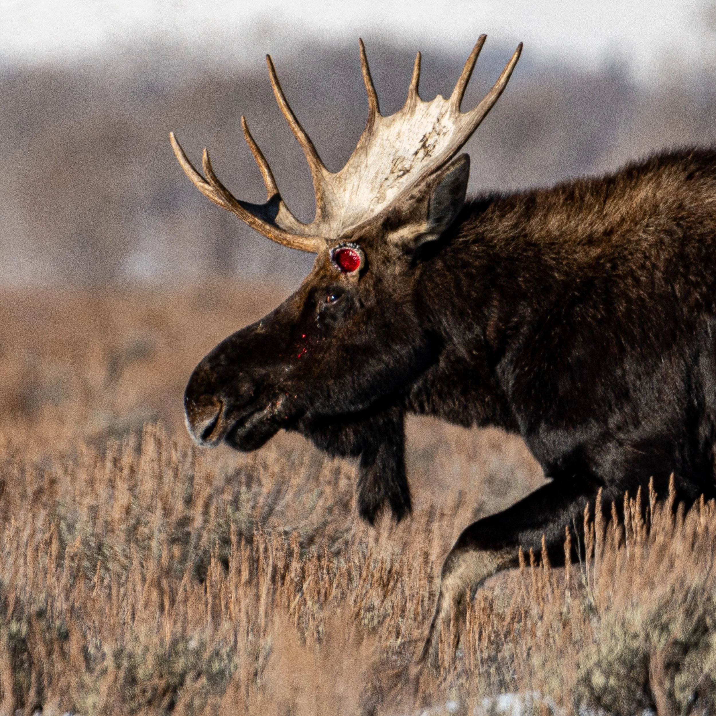 A bull moose that freshly lost one antler, standing on a grassy ground, in a natural outdoor setting.