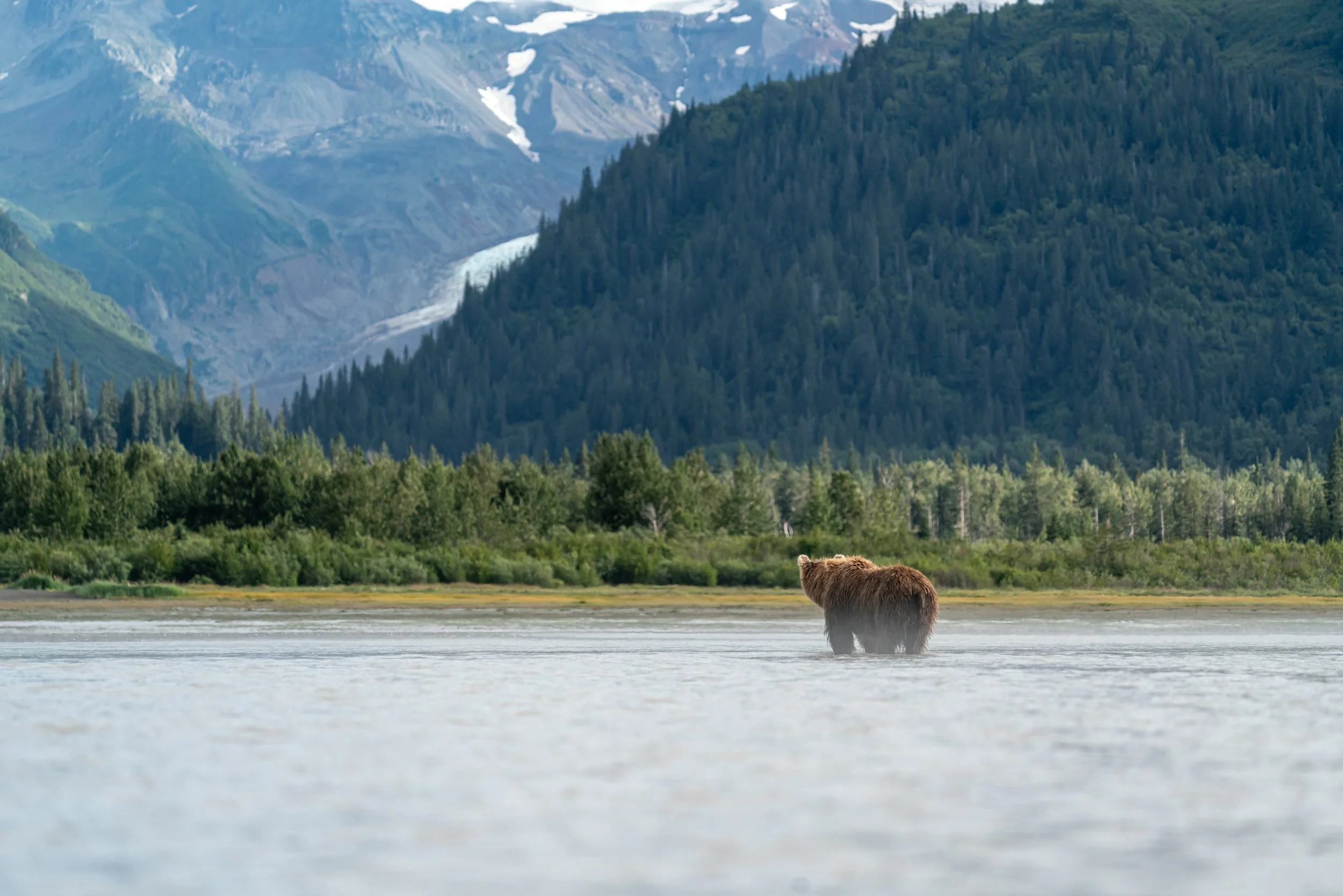 A bear standing in a river with a forest and mountain range in the background.