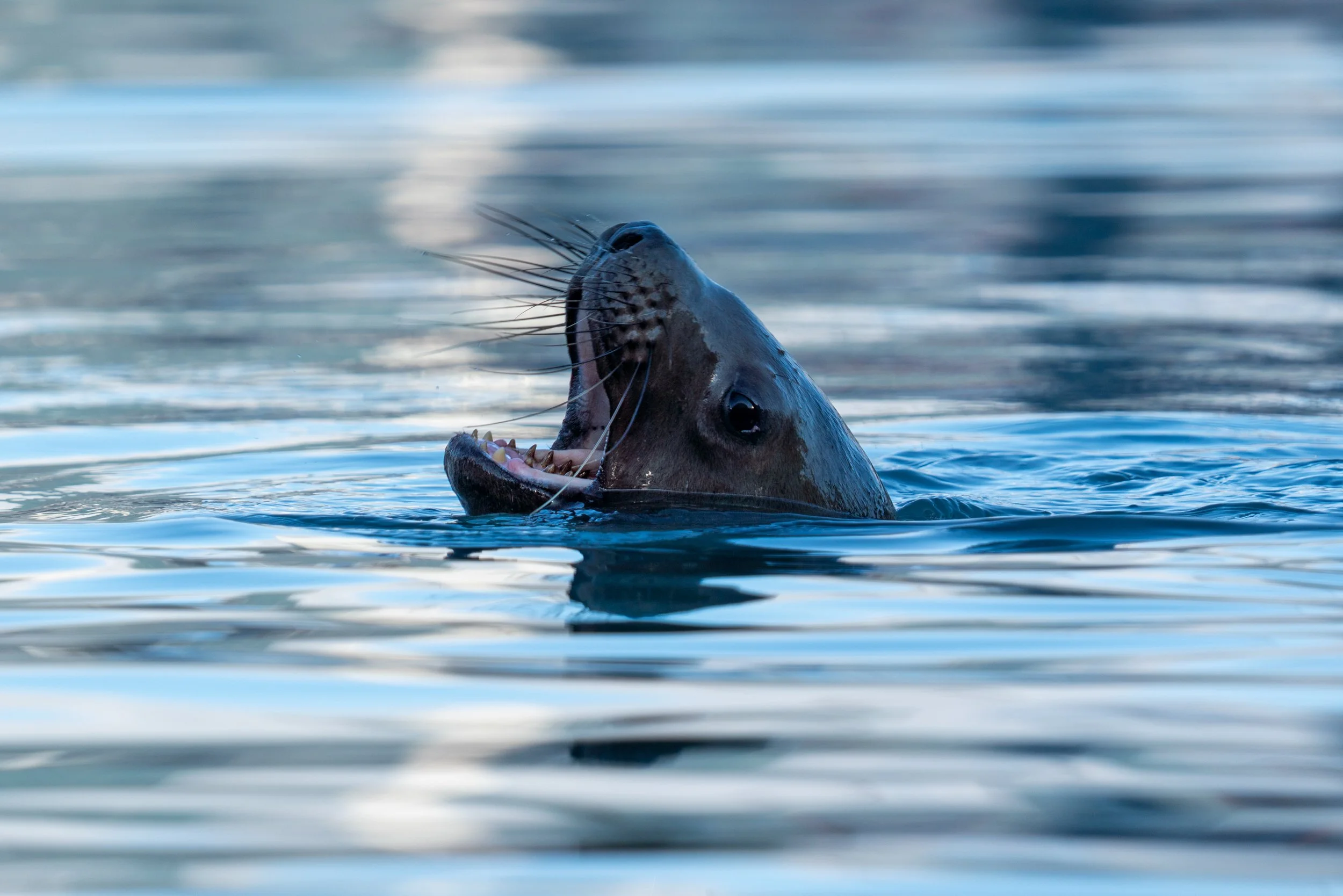 A narwhal emerging from the water with only its head visible, showing its long, spiral tusk and whiskers, with a blurred background of water.