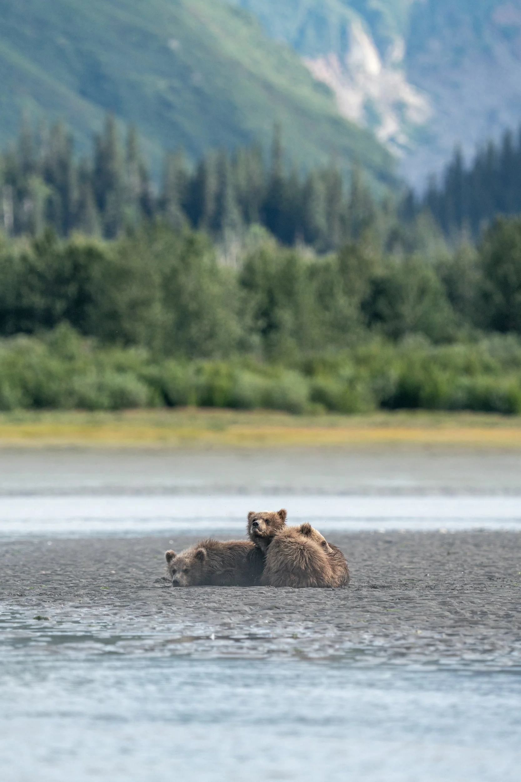Three brown bears resting in water near shoreline with green trees and mountains in background.