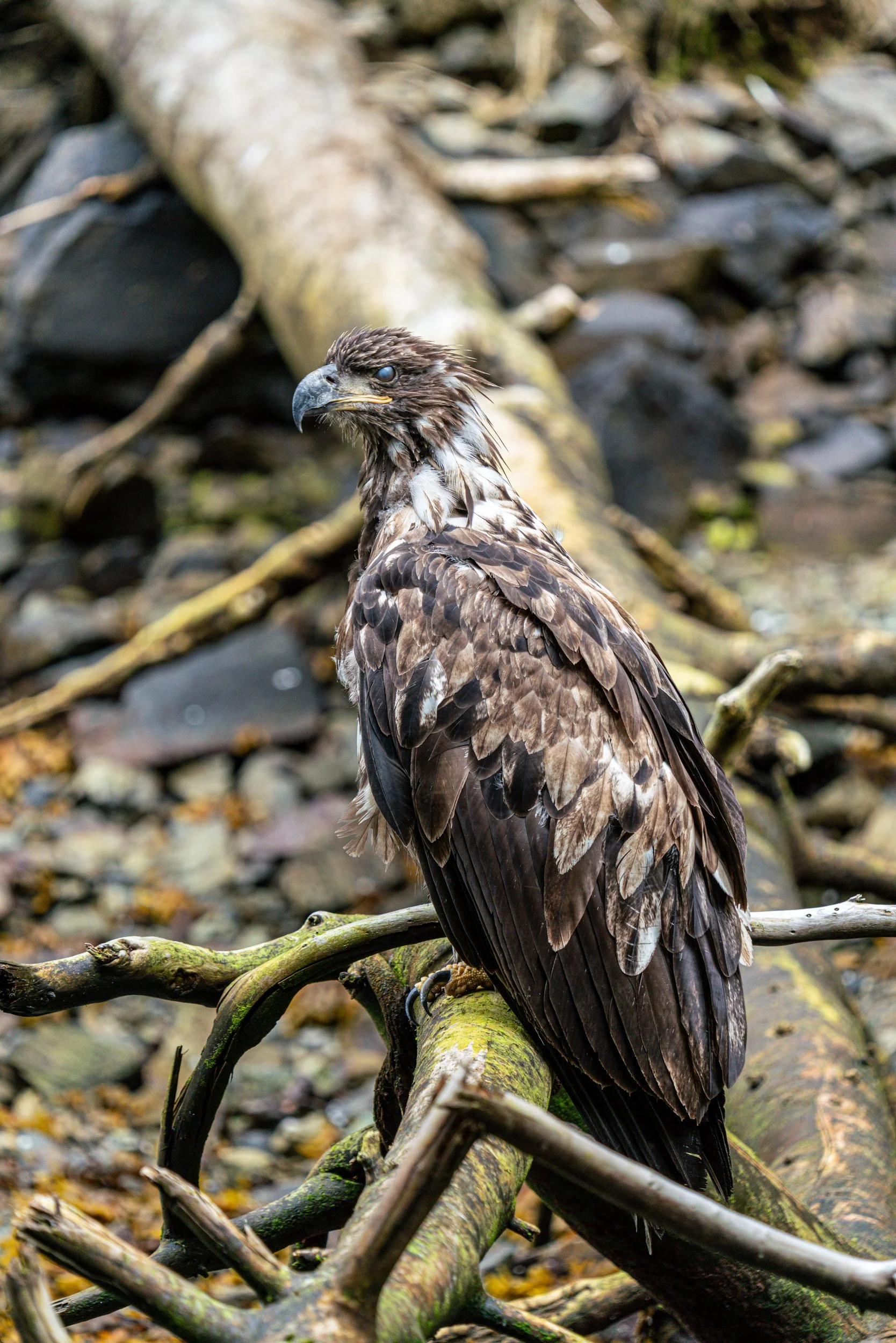 A large bird of prey, possibly an eagle, perched on a moss-covered branch amid fallen wood and rocks in a natural setting.