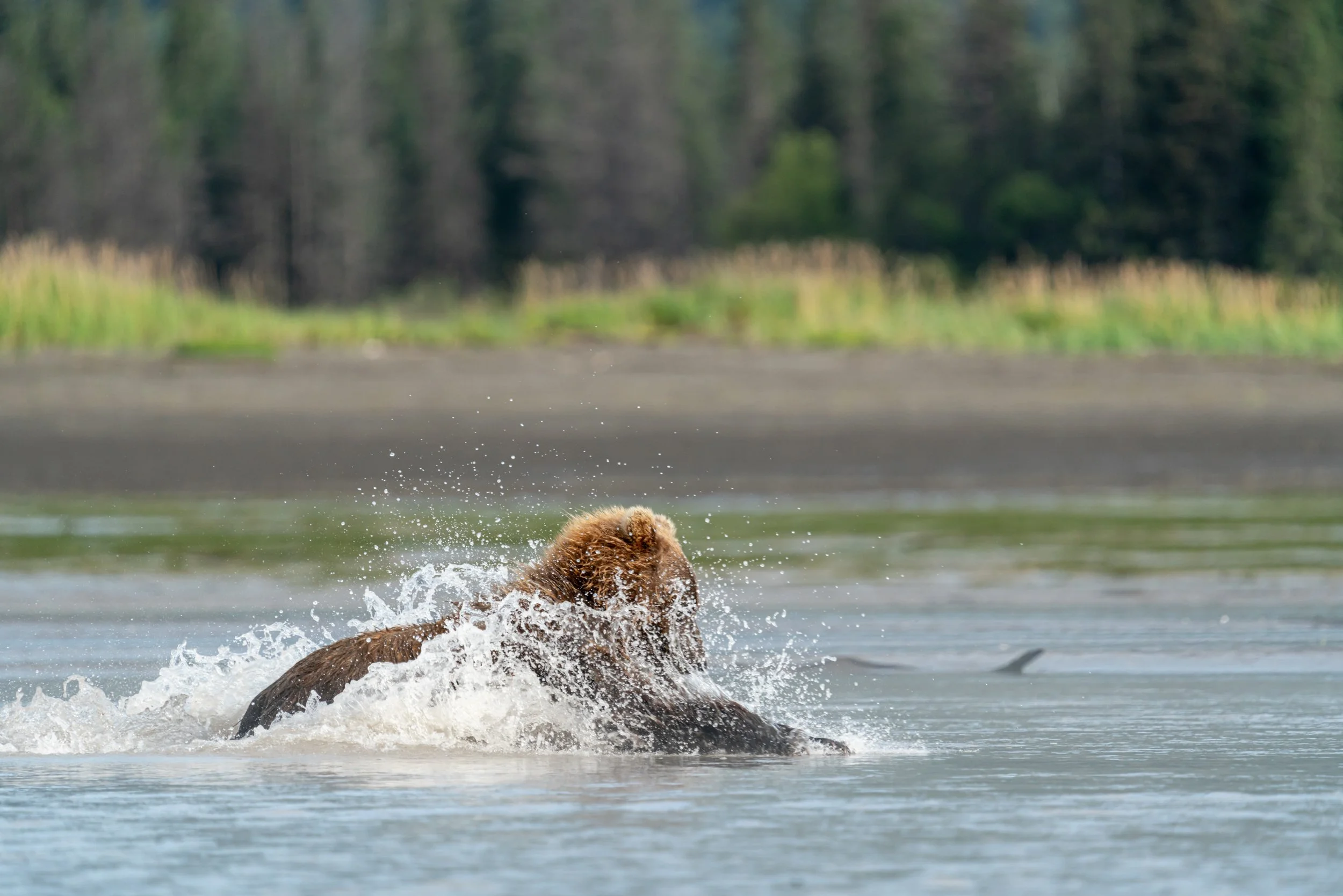 Brown bear dashing towards catching salmon