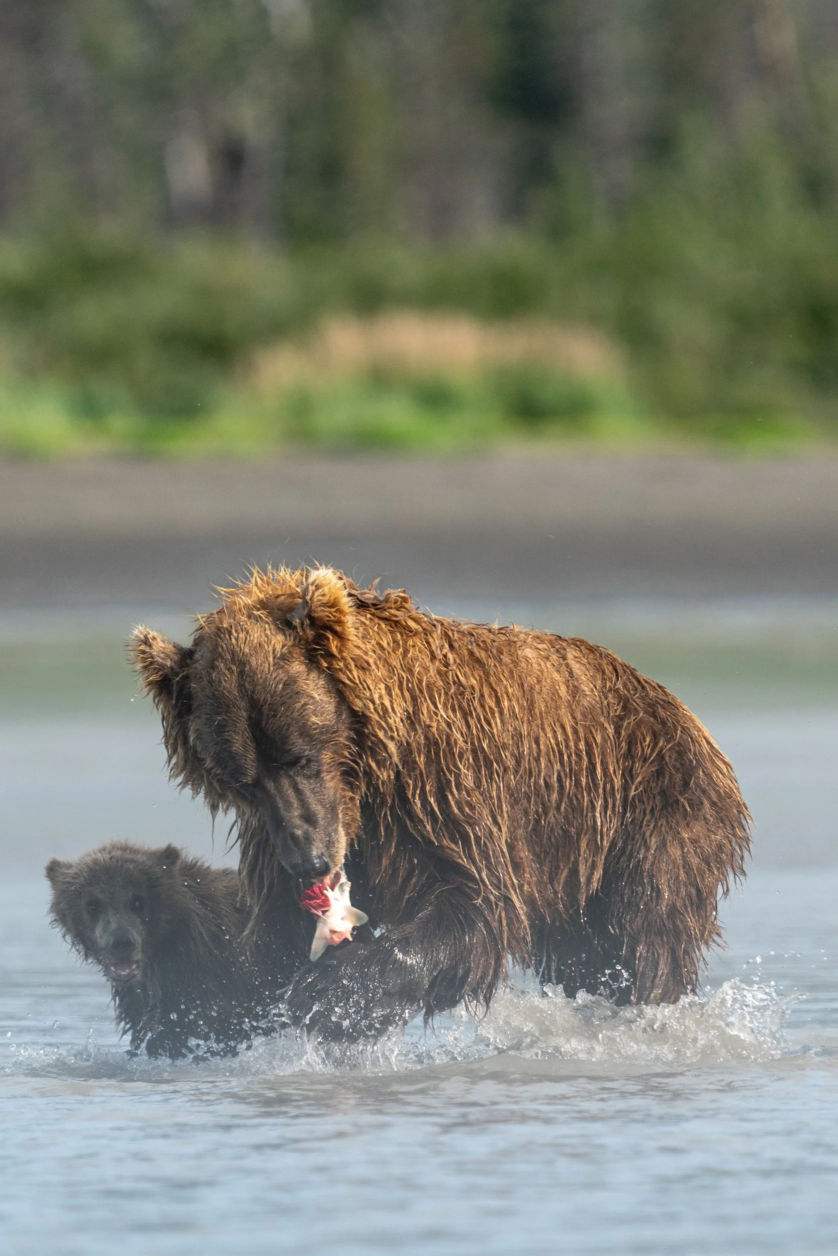 A brown bear in a body of water holding a fish in its mouth, with a black bear cub following behind.