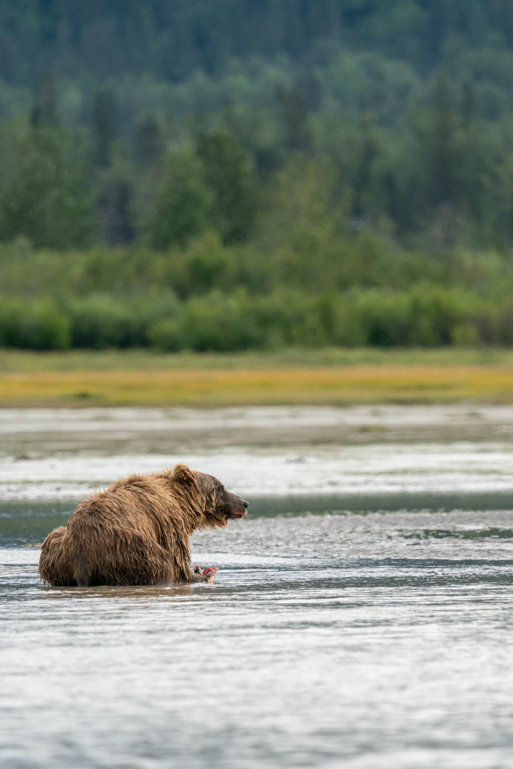 A brown bear sitting in a river holding a fish in its paws with a forested background.