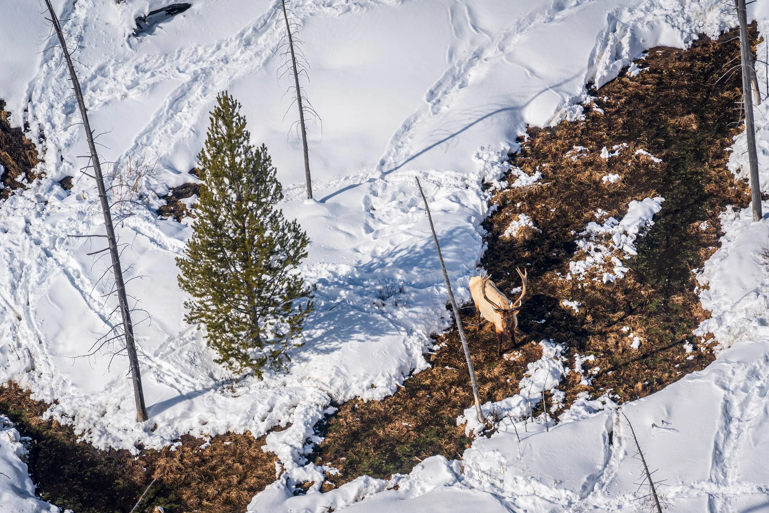 Snow-covered mountain slope with patches of exposed dirt, small pine trees, and dead trees. A bull elk with antlers is visible near the bottom edge of the image.